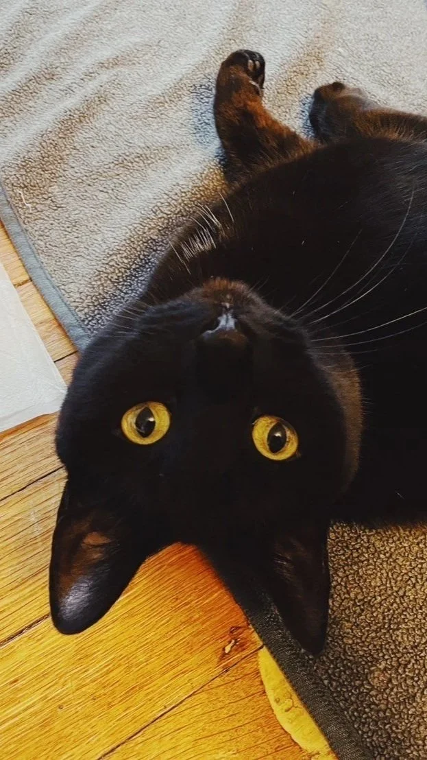 Black cat lying on its back with yellow eyes, on a wooden floor next to a gray rug.