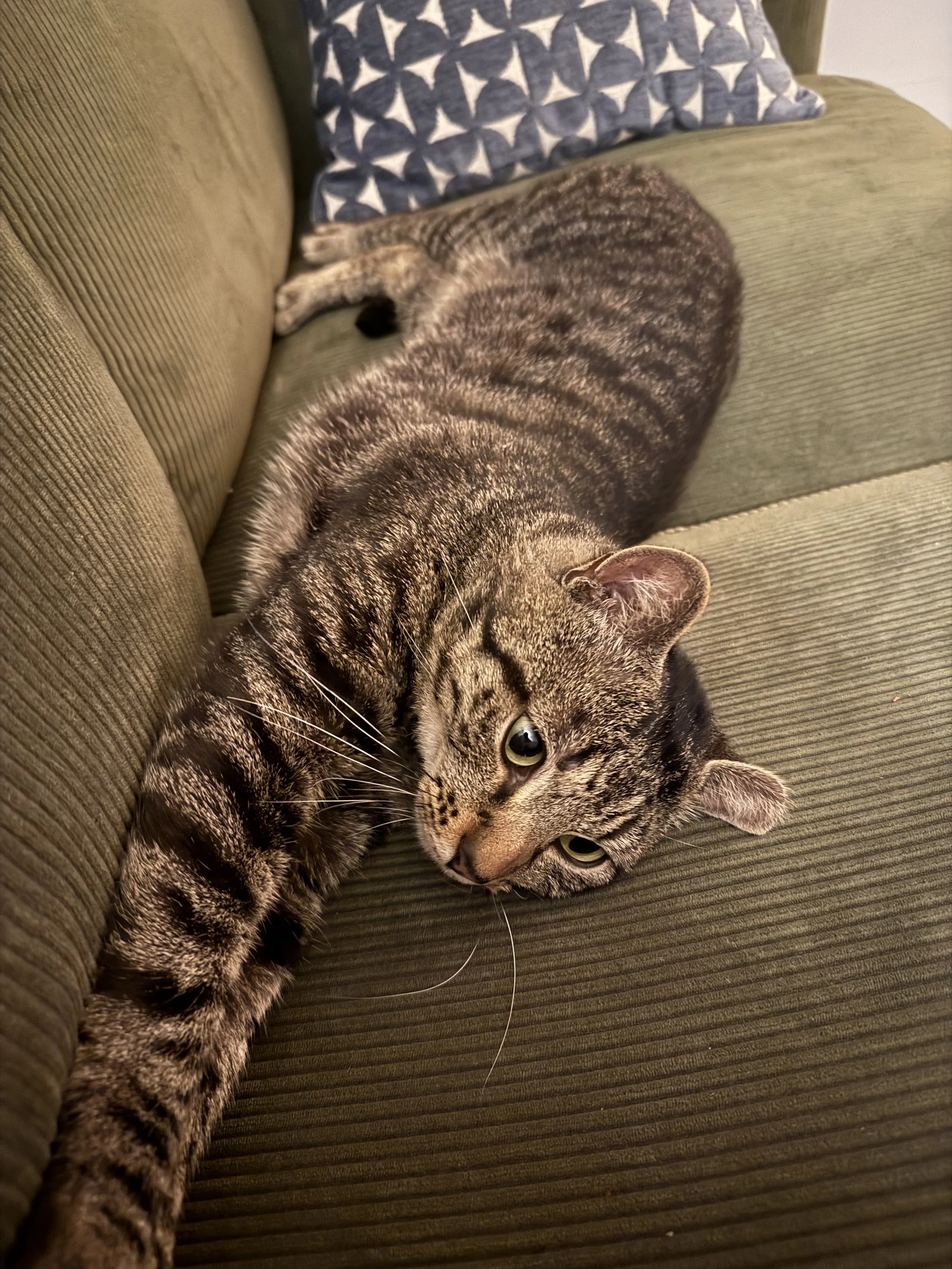 A tabby cat with gray and black striped fur lying on a green couch, resting its head on the cushion and looking at the camera.