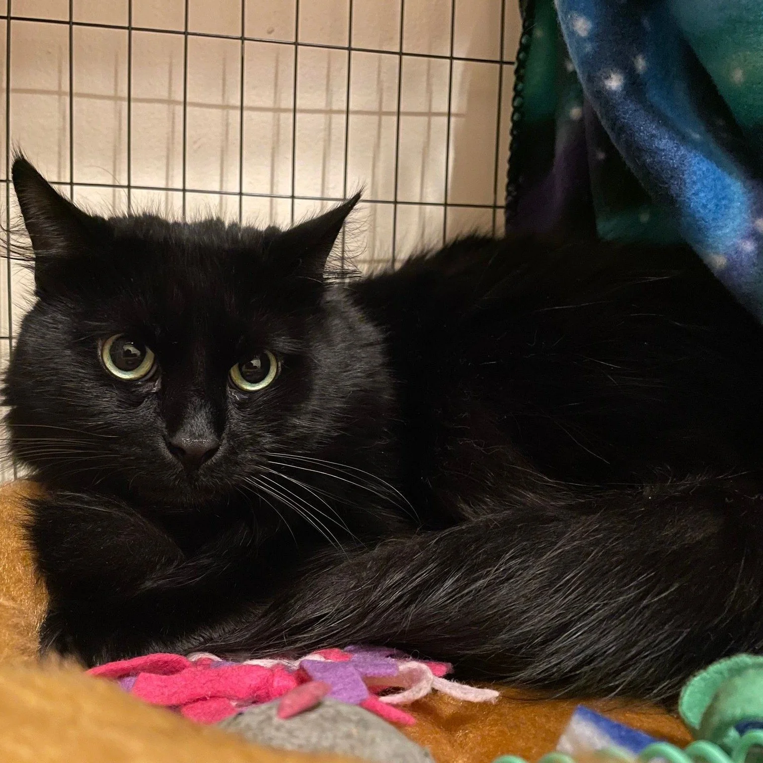 Surrender A Cat In Boston — Black Cat Rescue