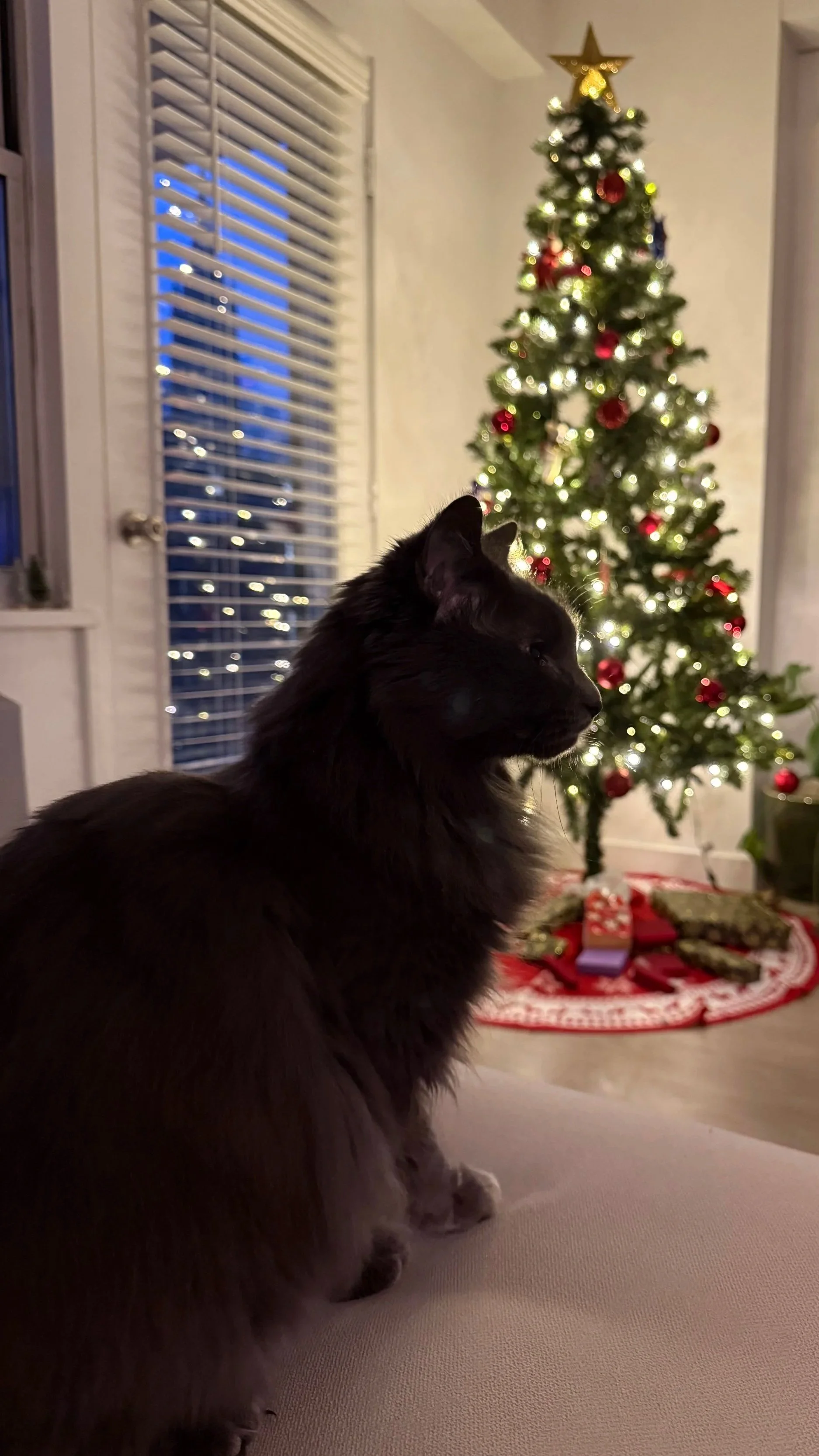 Black Cat Rescue | Boston, MA