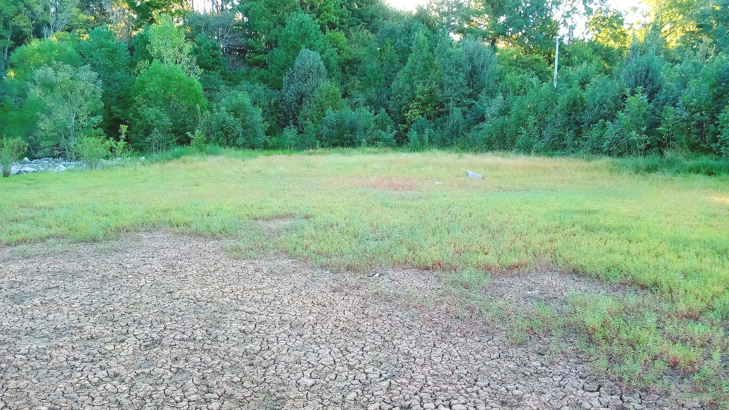 East Side Before Cutting