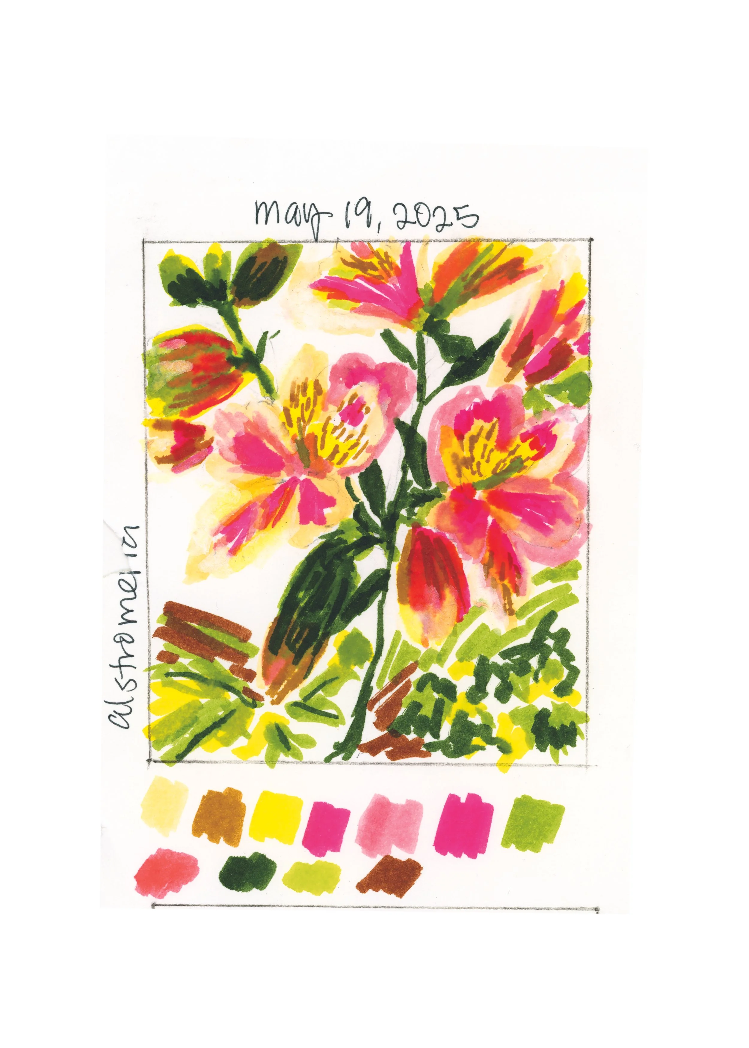 Alstromeria Tombow PHOTOSHOP copy.jpg