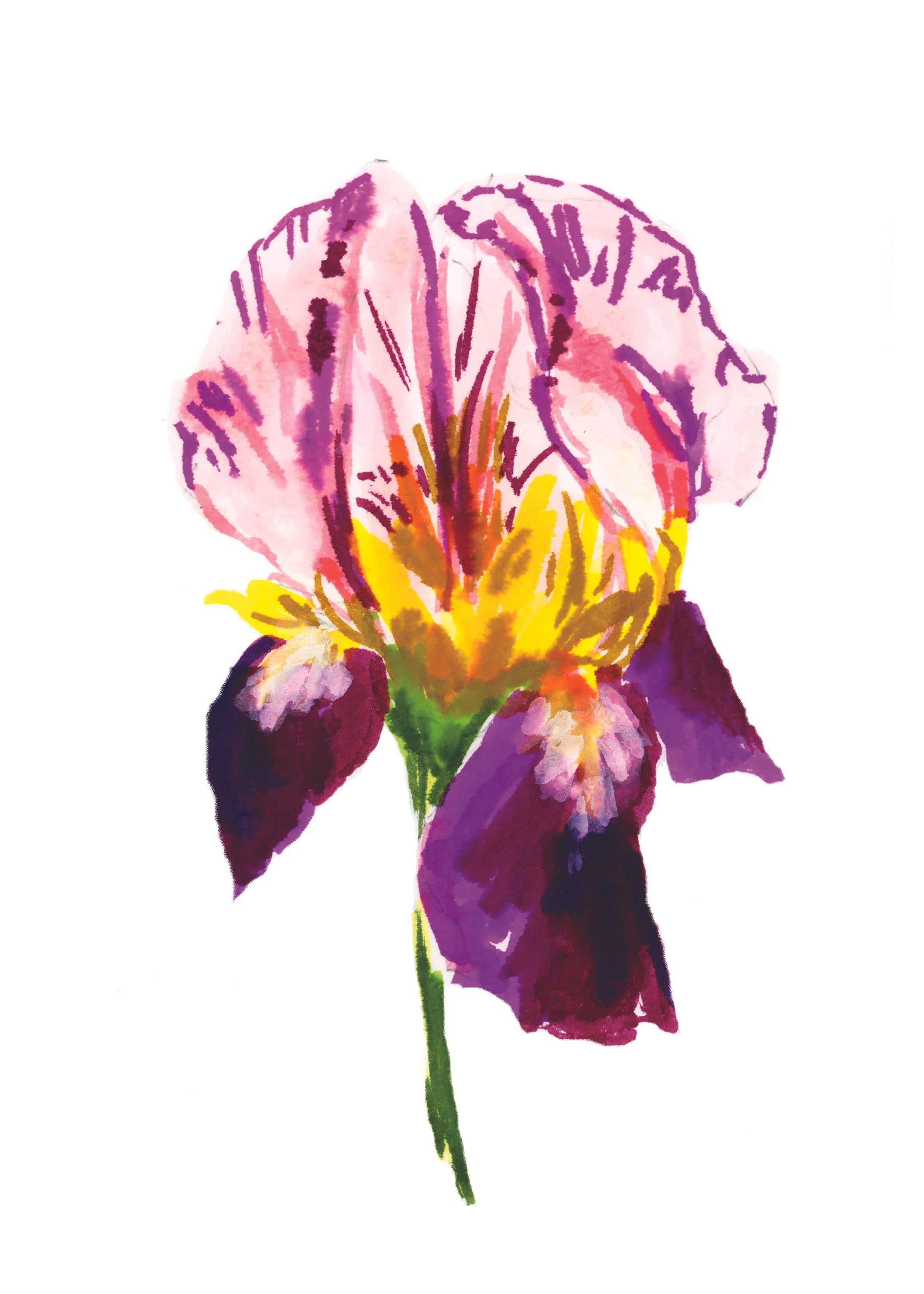Iris ELEMENT copy.jpg