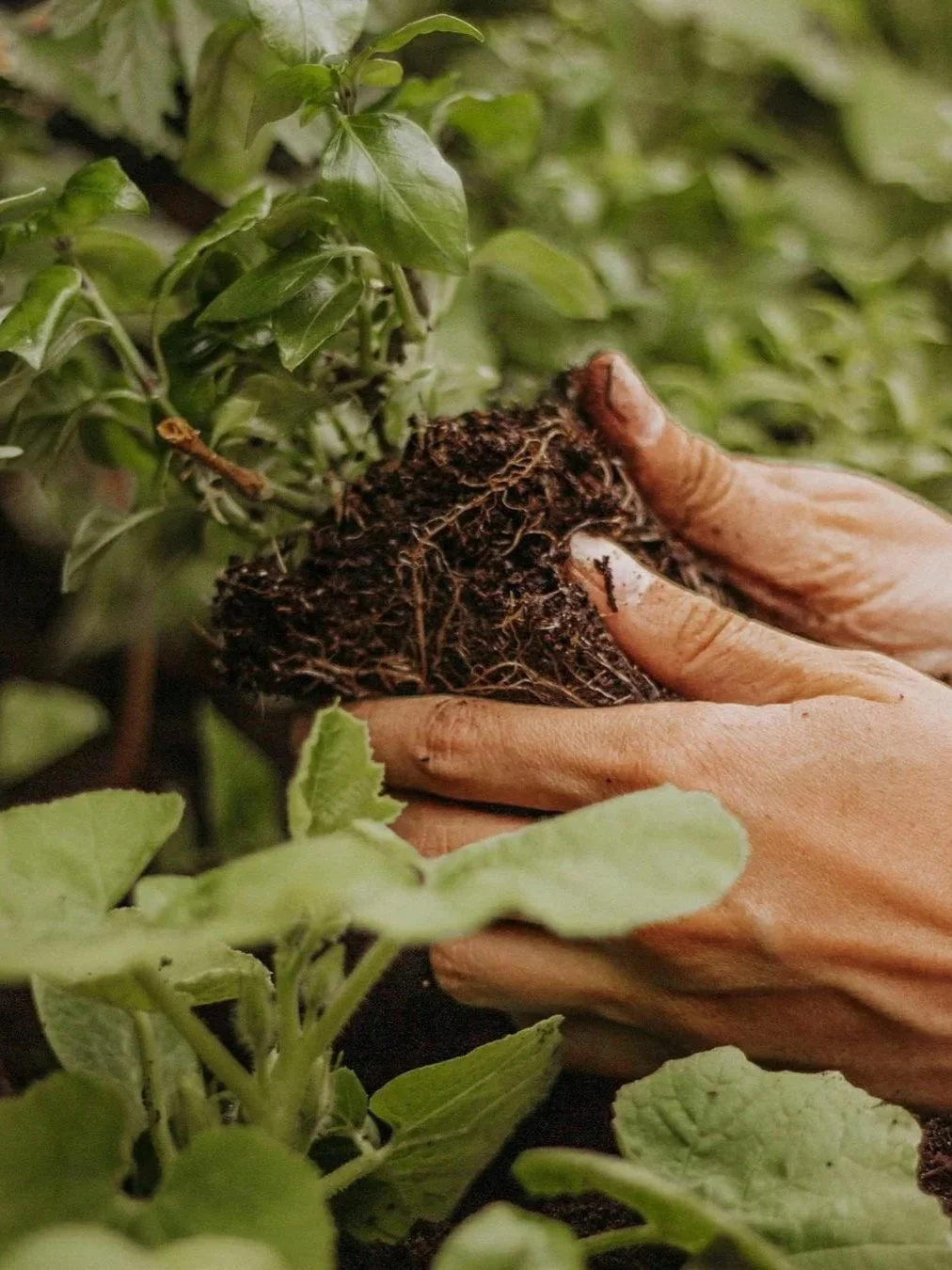 Close-up of a hand planting a small plant with roots in the soil amid green leafy plants.
