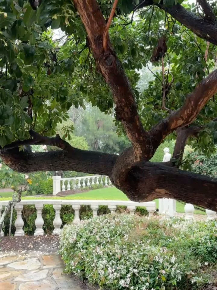 I know it&rsquo;s usually not the ideal weather scenario for a wedding, but there&rsquo;s just something so romantic about the rain?! 

At Oatlands Estate @bynavarra

#sydneyweddingcontentcreator #weddingcontentcreator #weddingrain