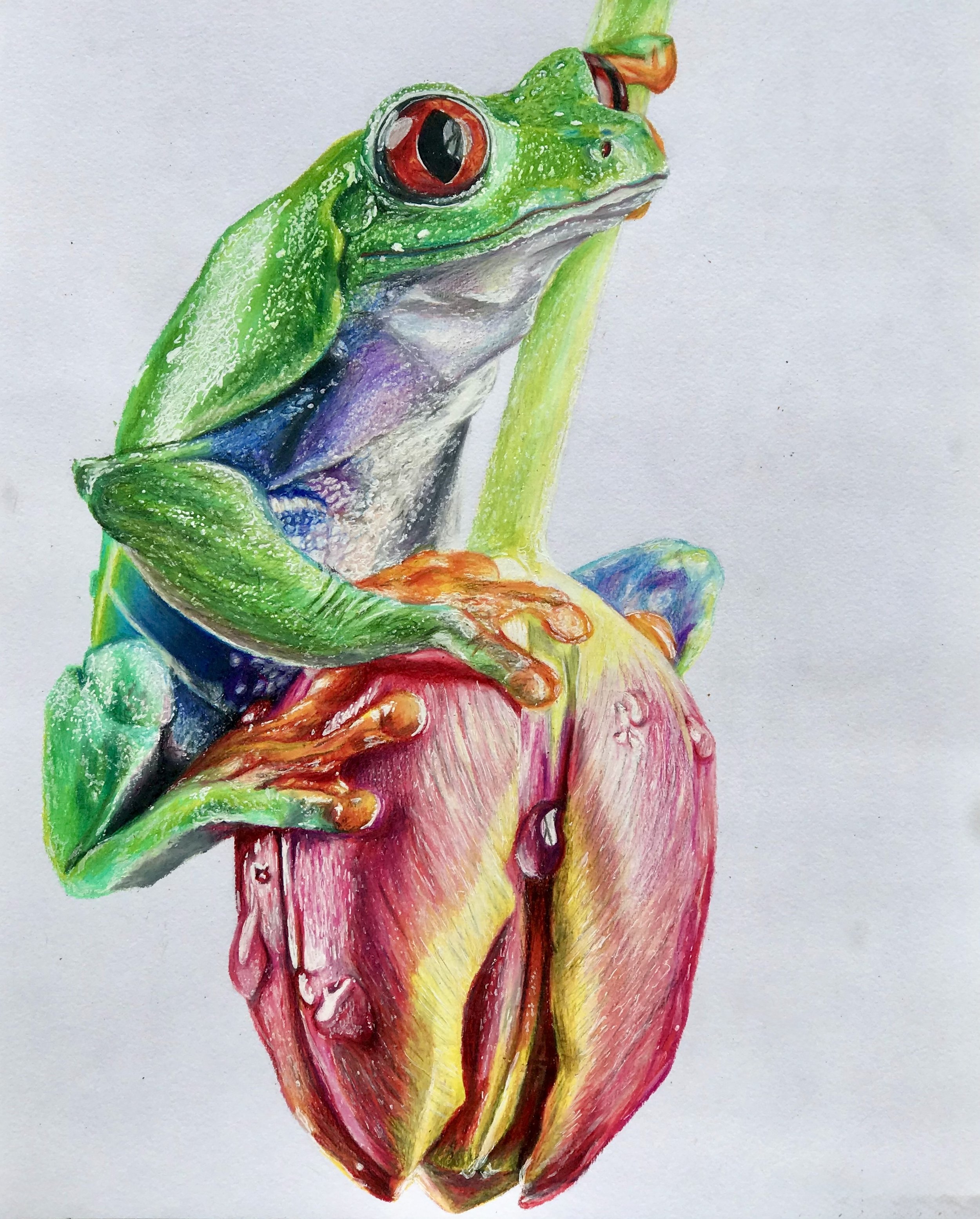Frog on Tulip (11x14, 2019) colored pencil on paper