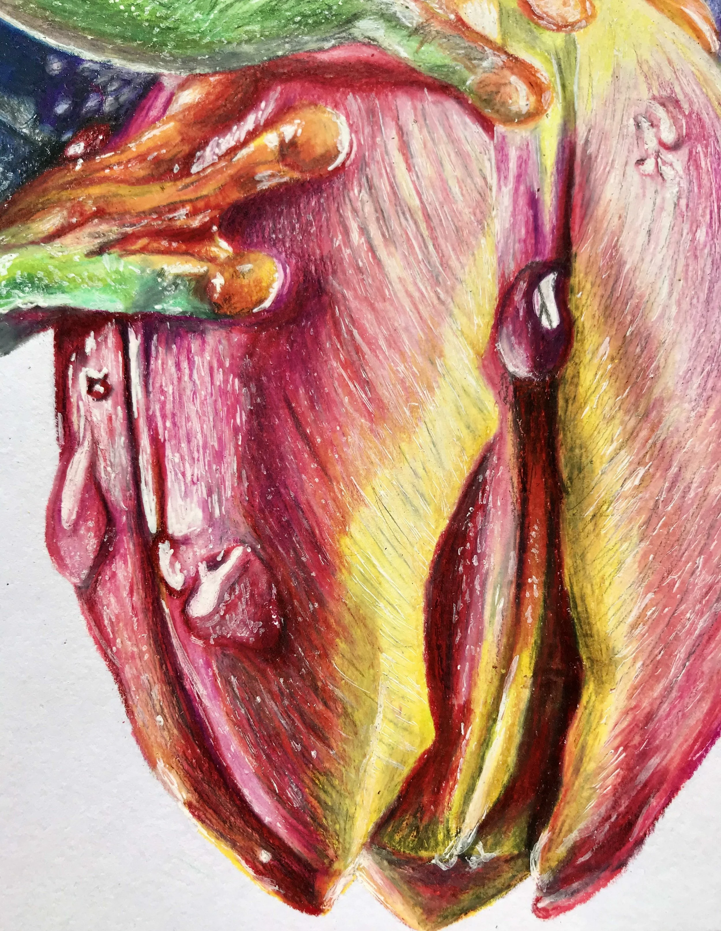 Frog on Tulip 