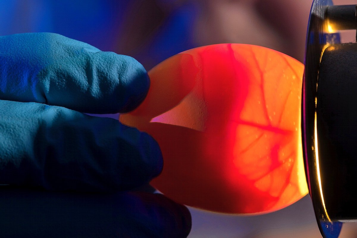 Study Identifies Day 12 as Target for In-Ovo Egg Sexing