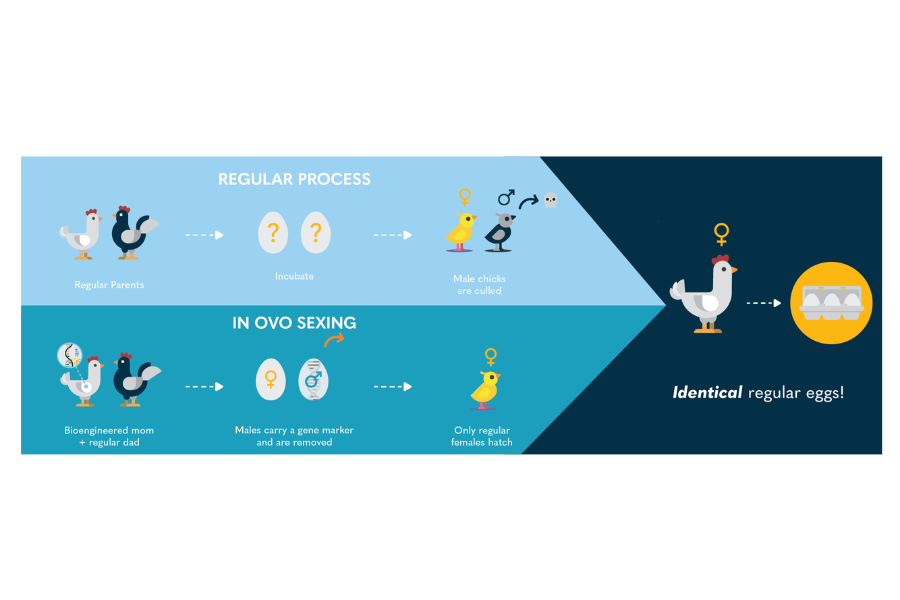 In-Ovo Sexing Quarterly Roundup: Q3 2023