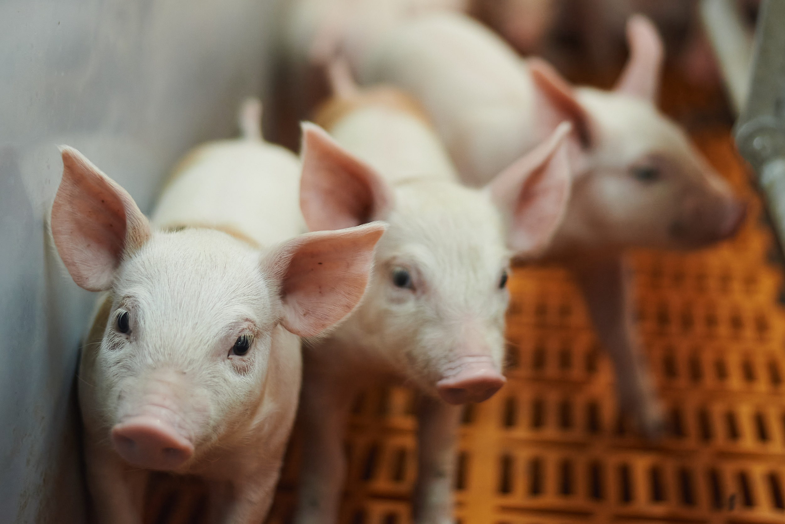 New Report: Swine Immunocastration