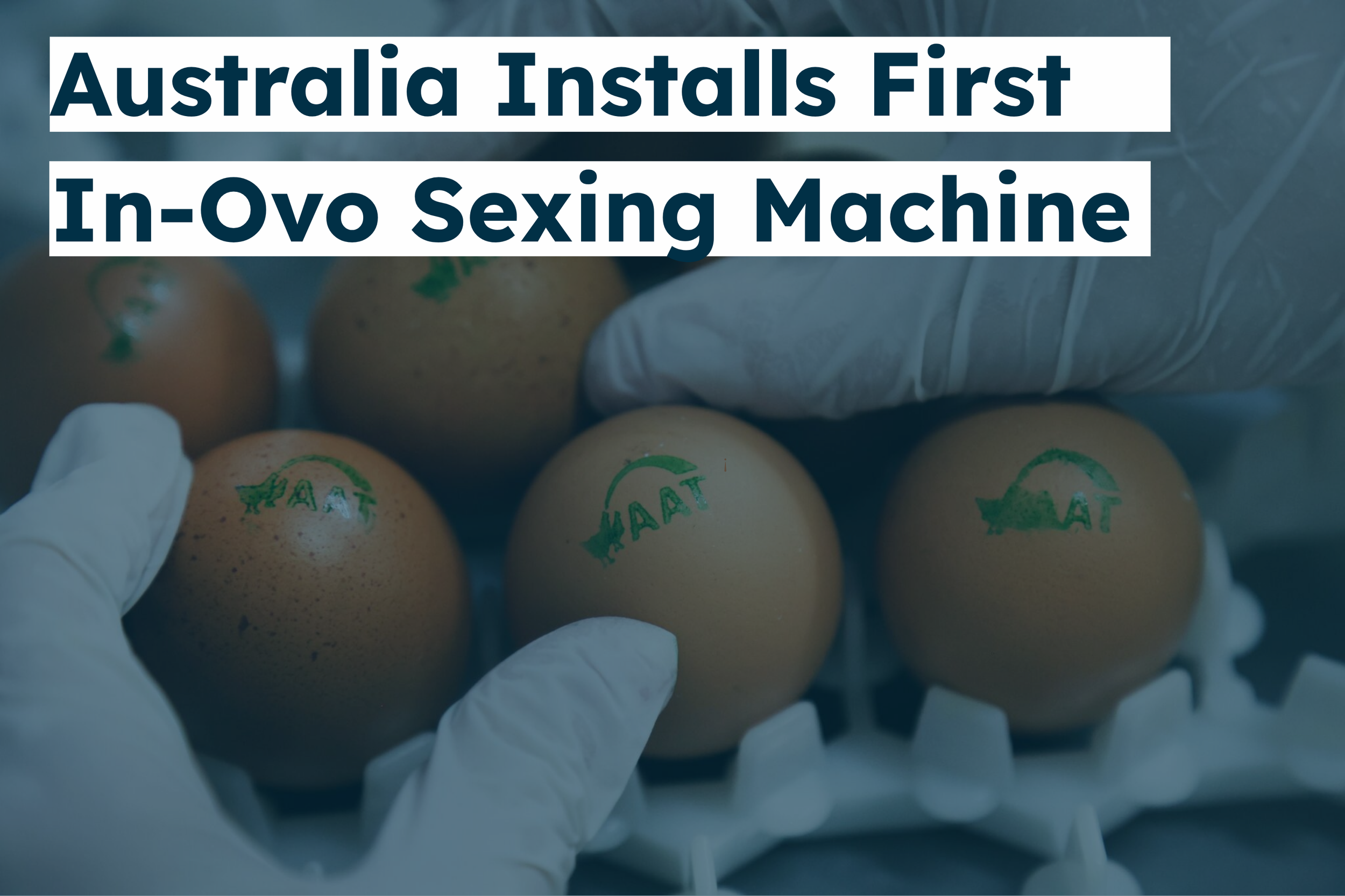 Australia Becomes First Country in Asia-Pacific to Adopt In-Ovo Sexing: A Milestone for the Region's Egg Industry