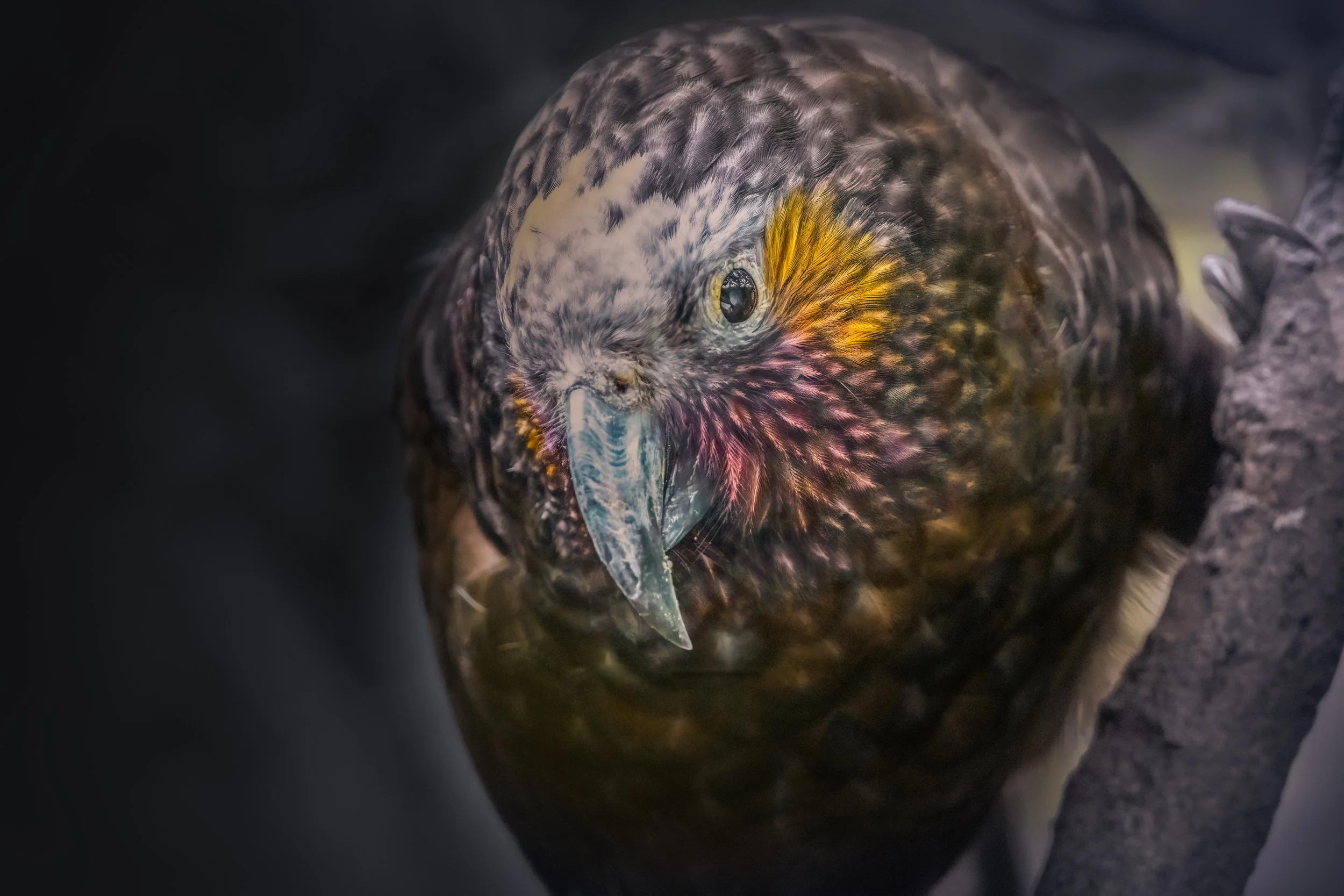 Zealandia 12 May Kaka.JPG