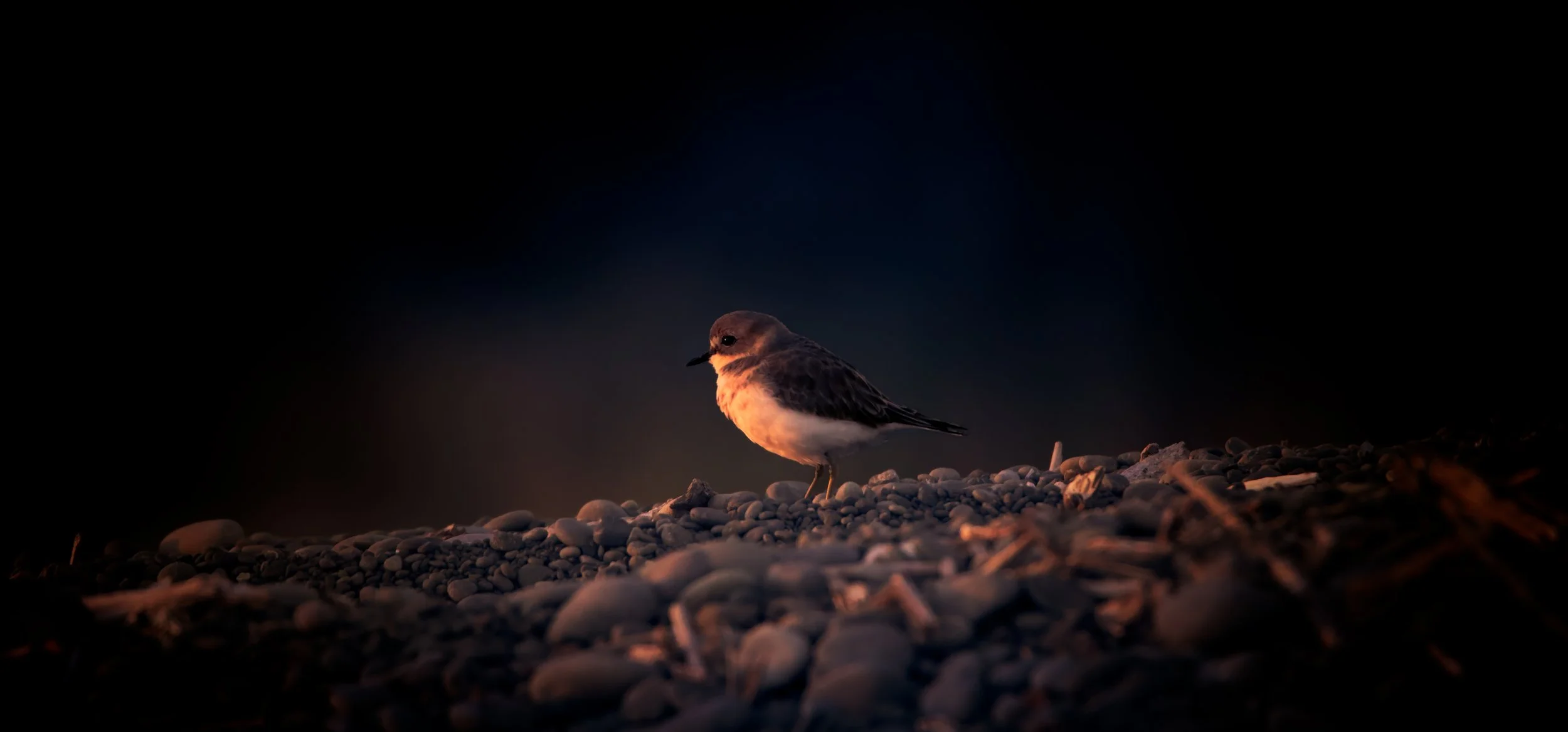 New Zealand Dotterel, Kaikoura, New Zealand