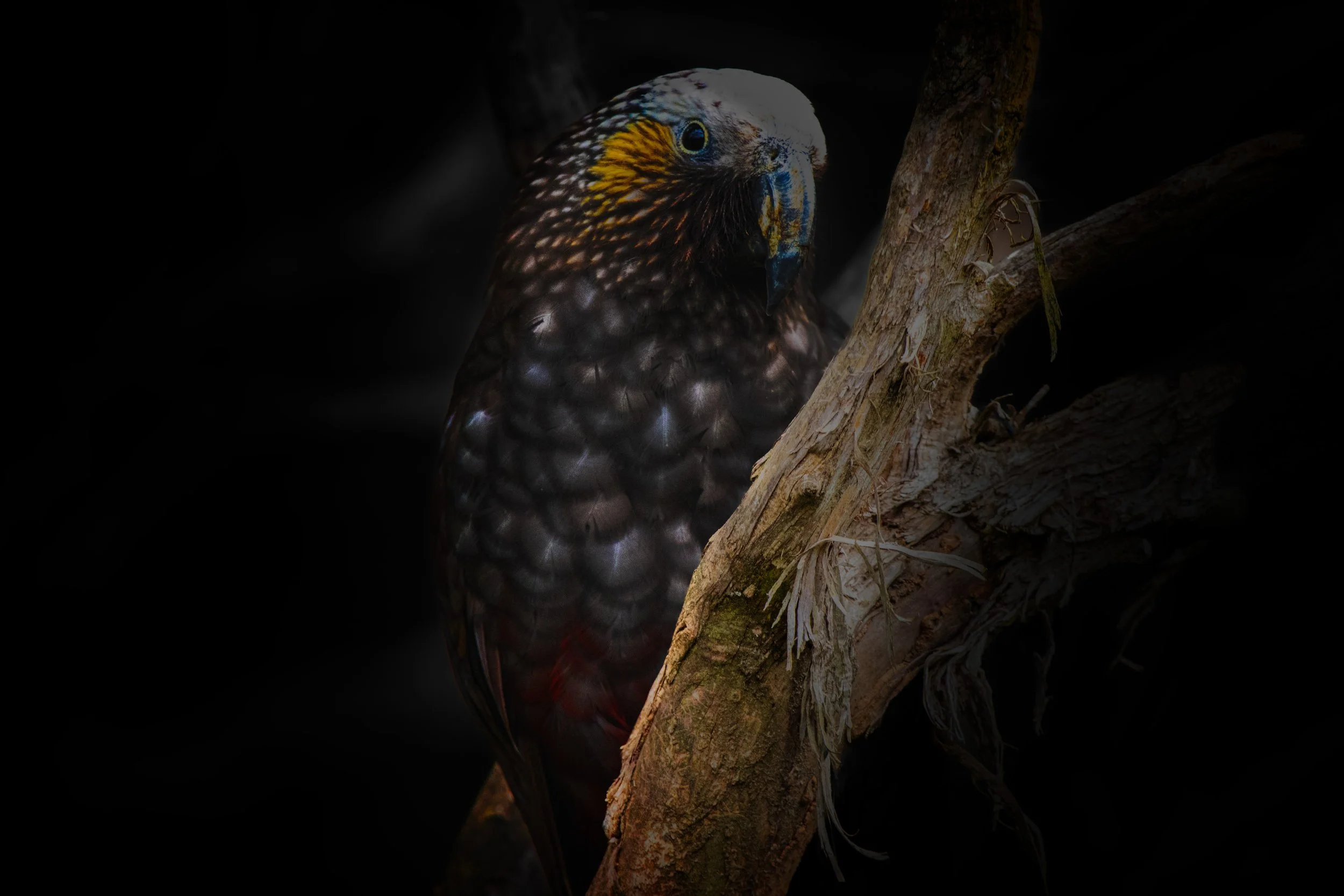 Kaka - Orokonui Eco Sanctuary