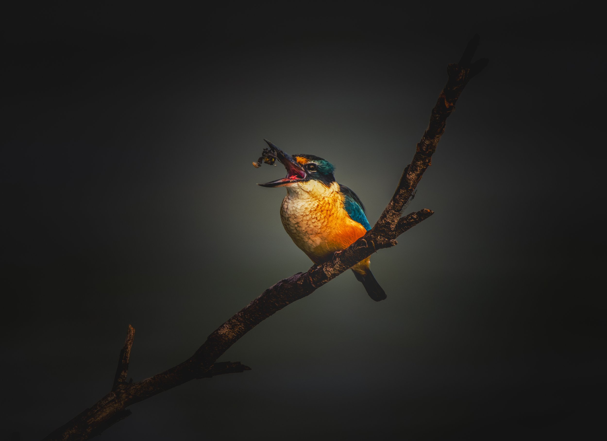 Kingfisher 3 May 21 2024.JPG