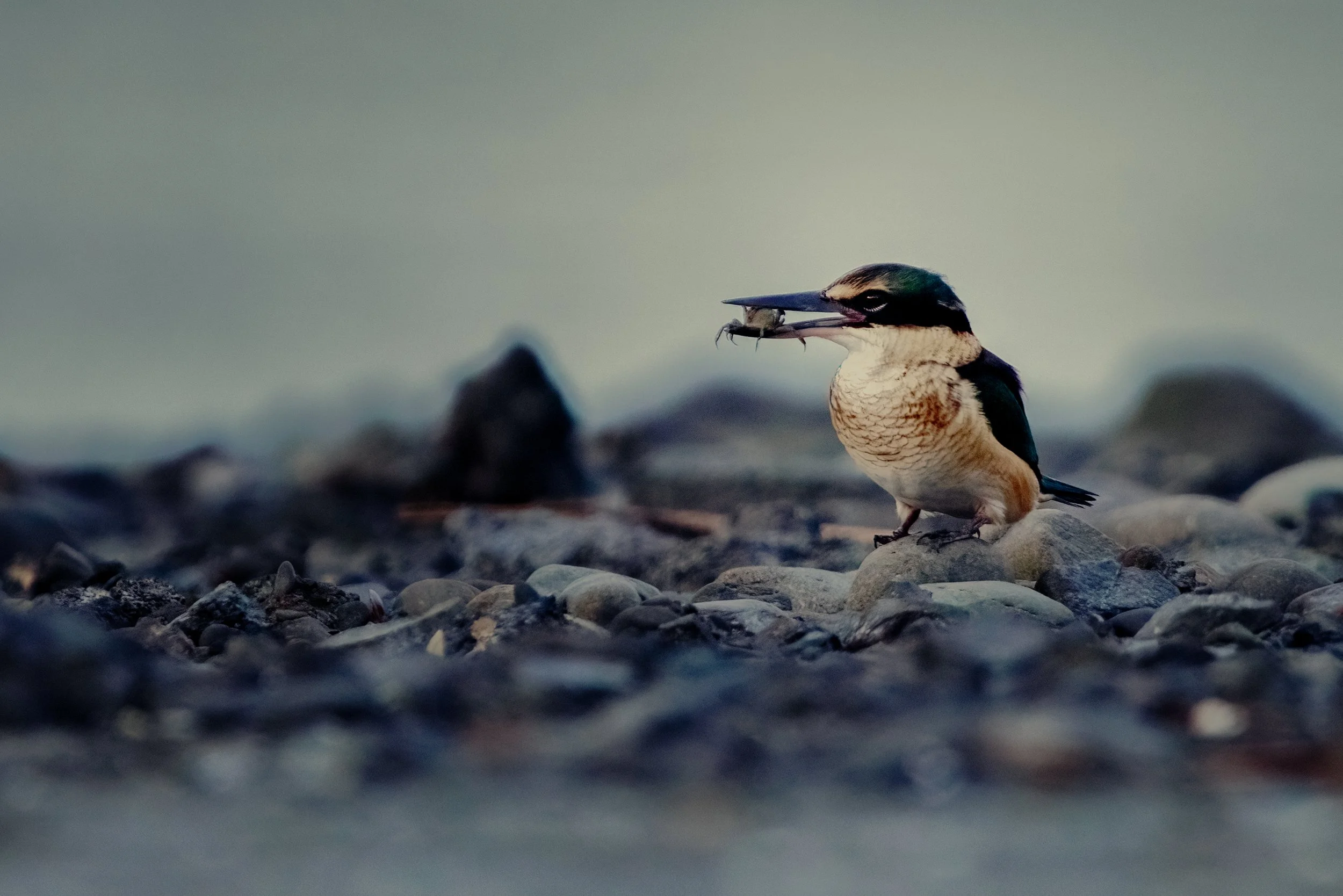 Birds Kingfisher with crab.JPG