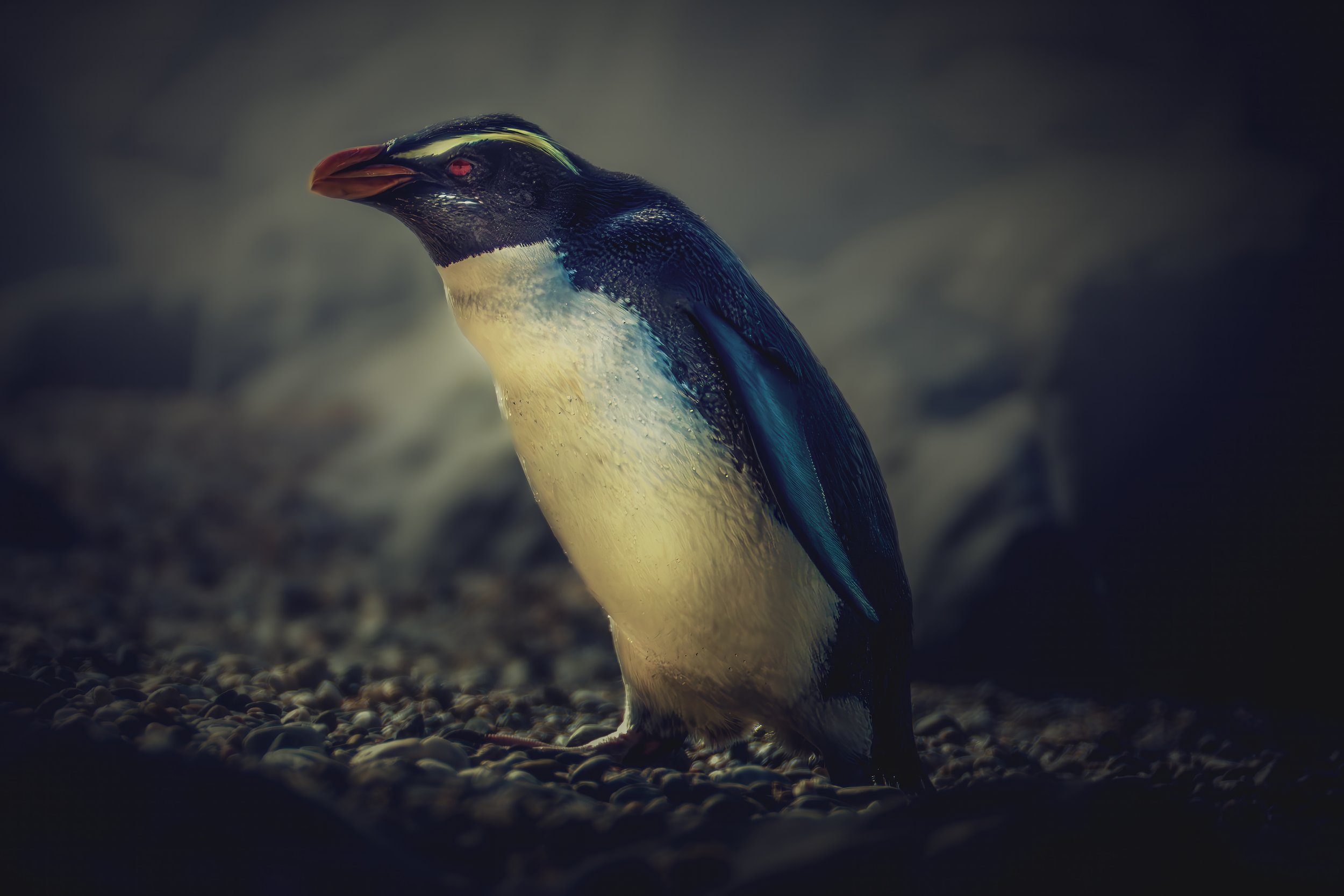 Penguin 1.jpg