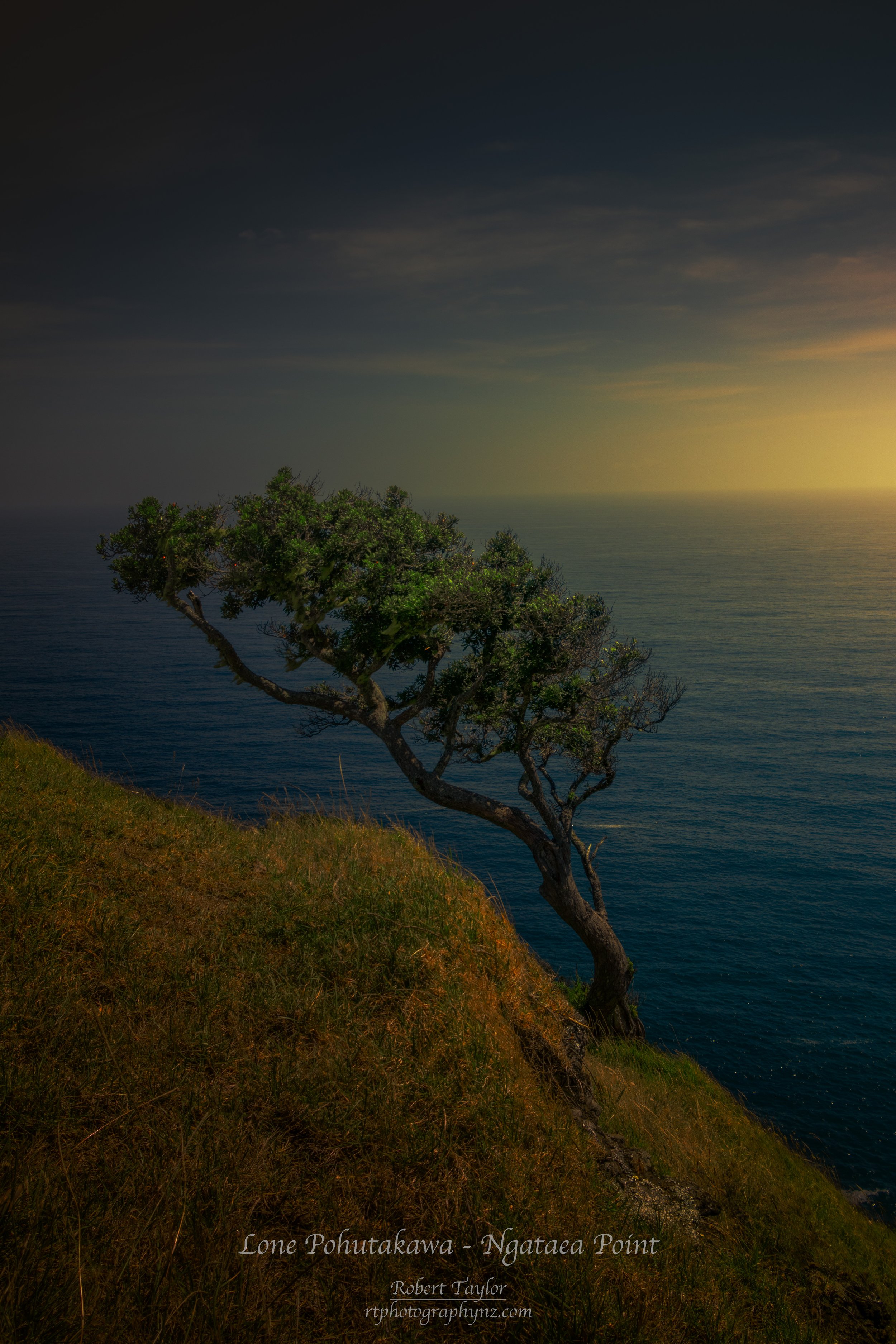 Lone Pohutakawa Tree clings to life on the exposed cliff face of Ngataea Point - The headland of Spirits Bay.
This image is available to purchase. Please contact me for details.