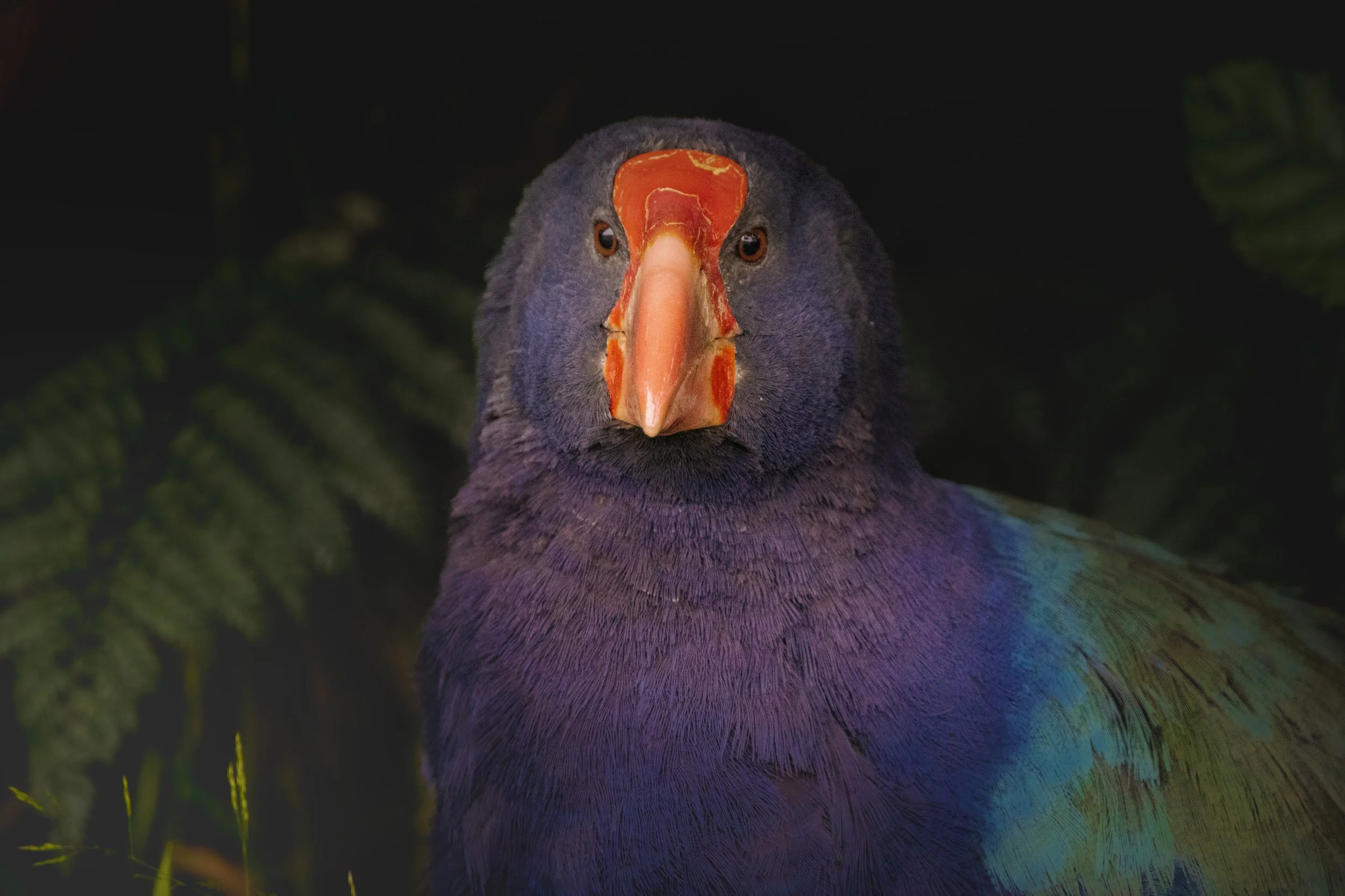 Takahe Orokonui Eco Sanctuary