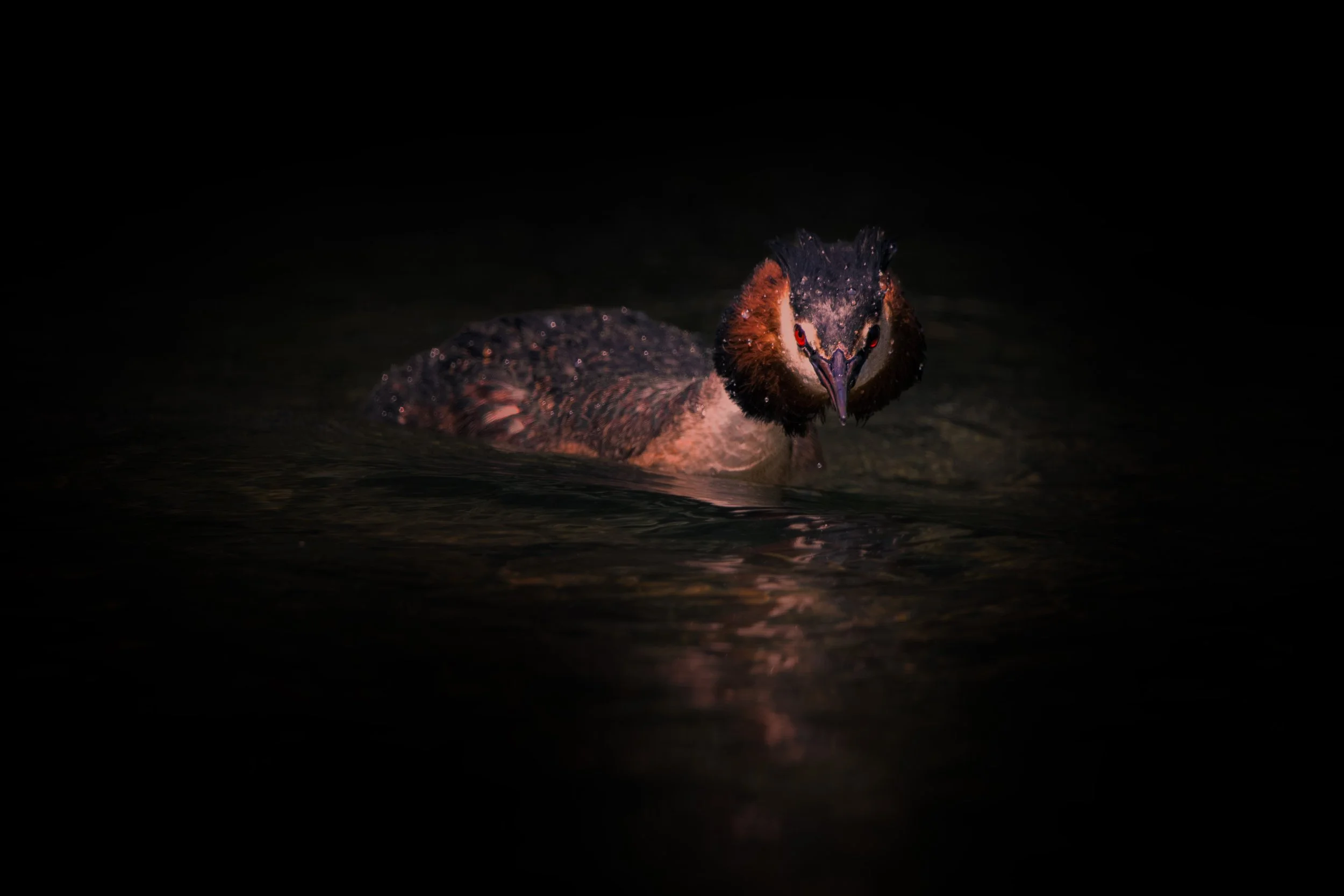 Grebe