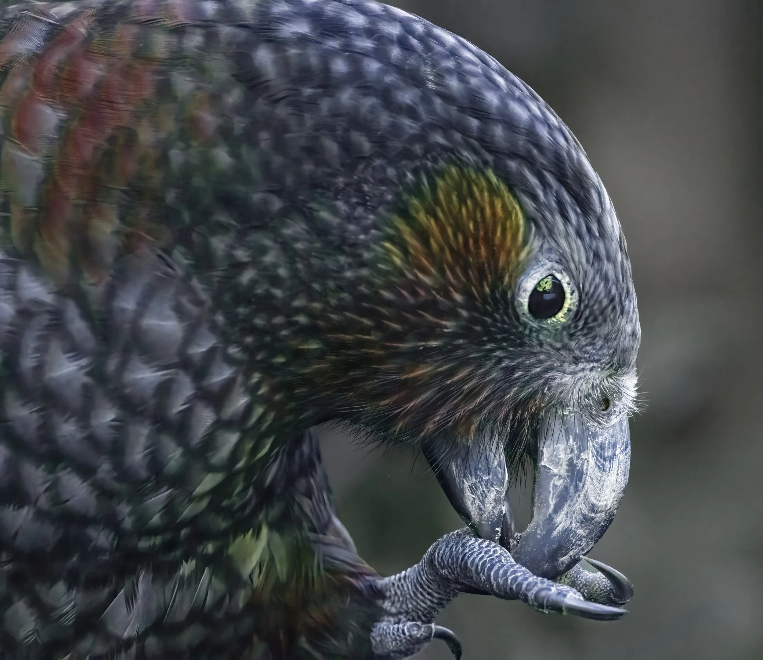 Kaka at Zealandia