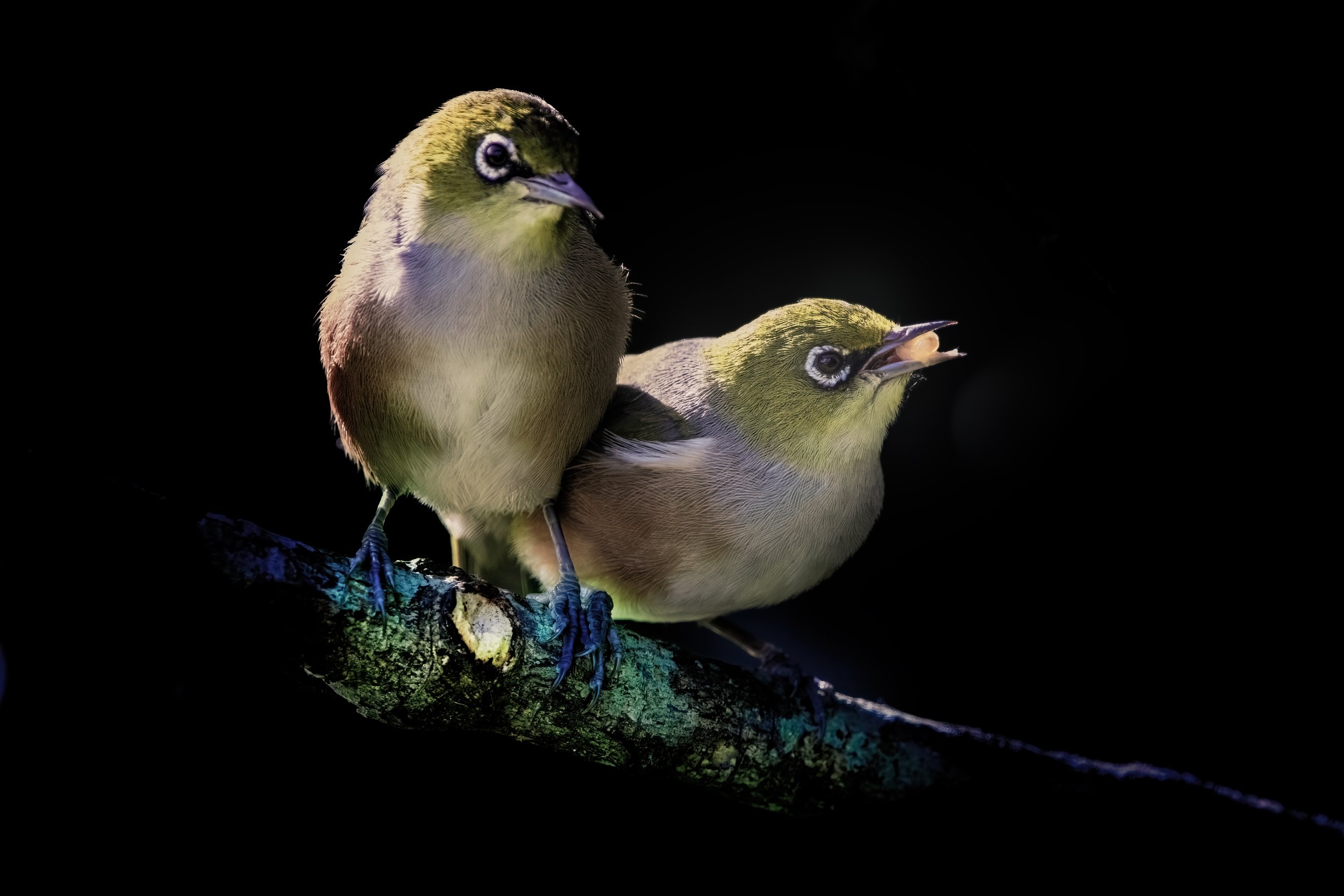 Catlins Wax-eye pair.JPG