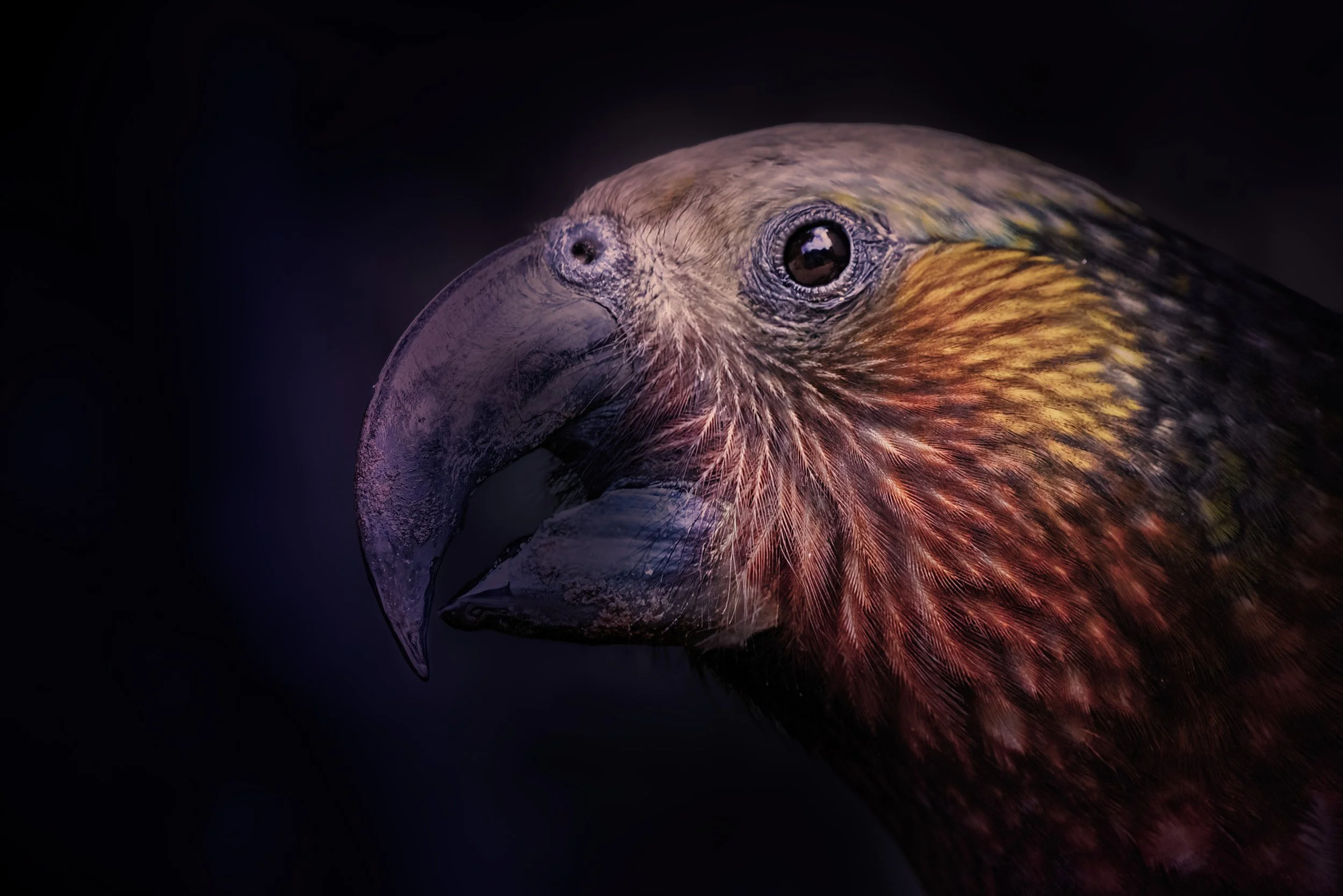 Kaka Portrait