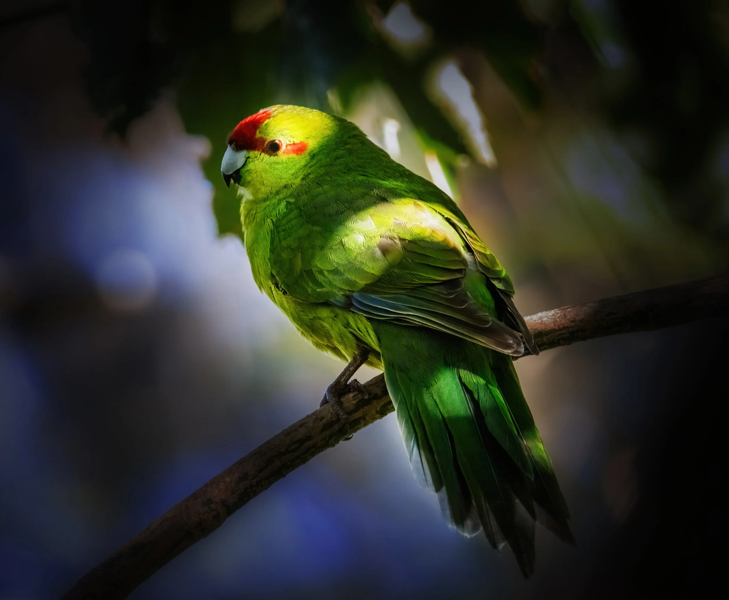Red Fronted Parakeet/Kakariki