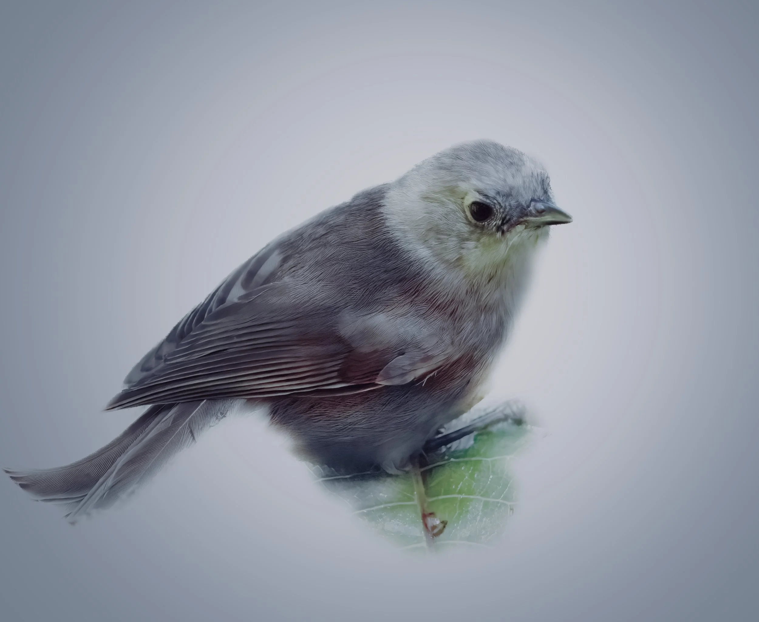 Zealandia Whitehead on a Leaf.JPG