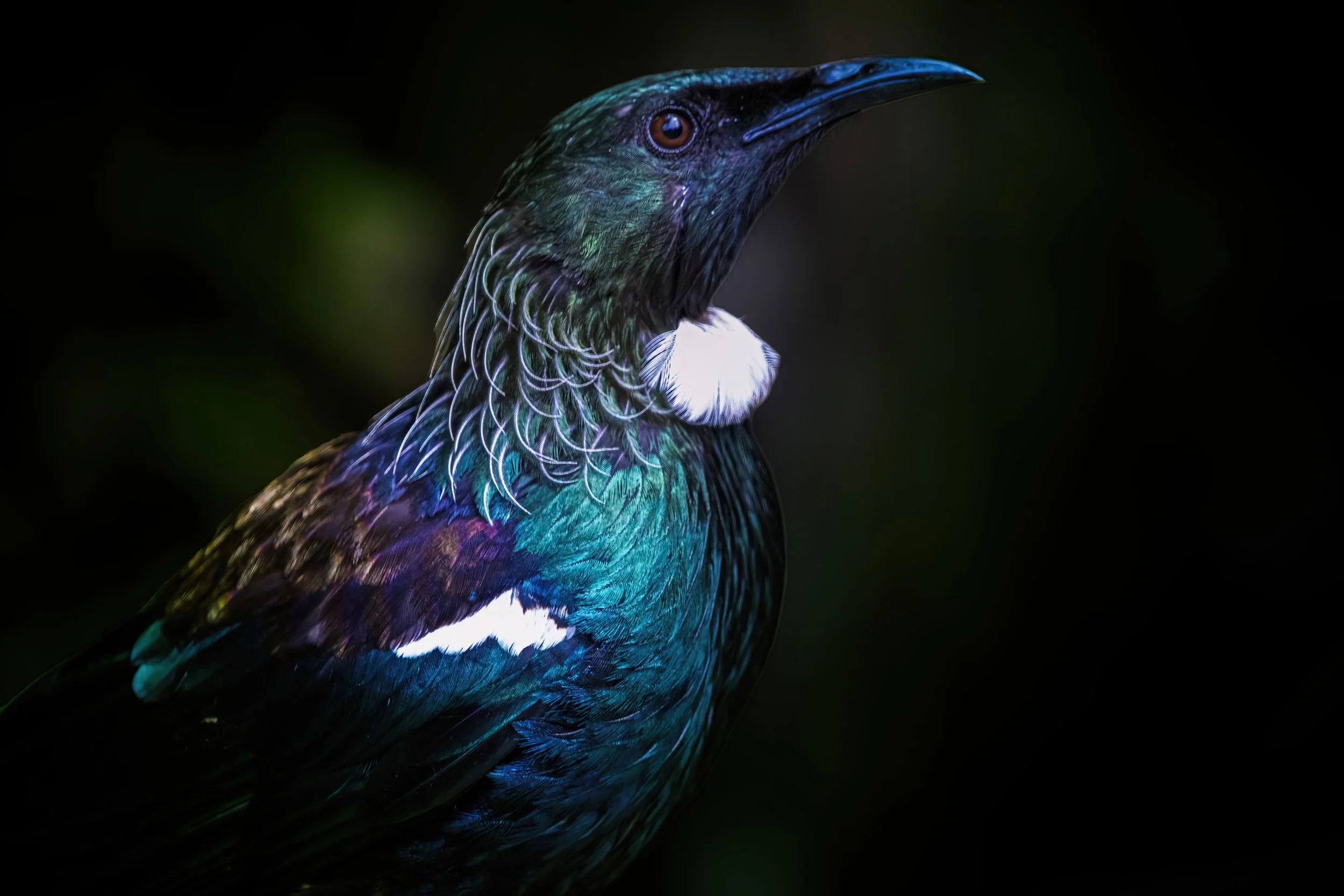Tui - Orokonui Eco Sanctuary