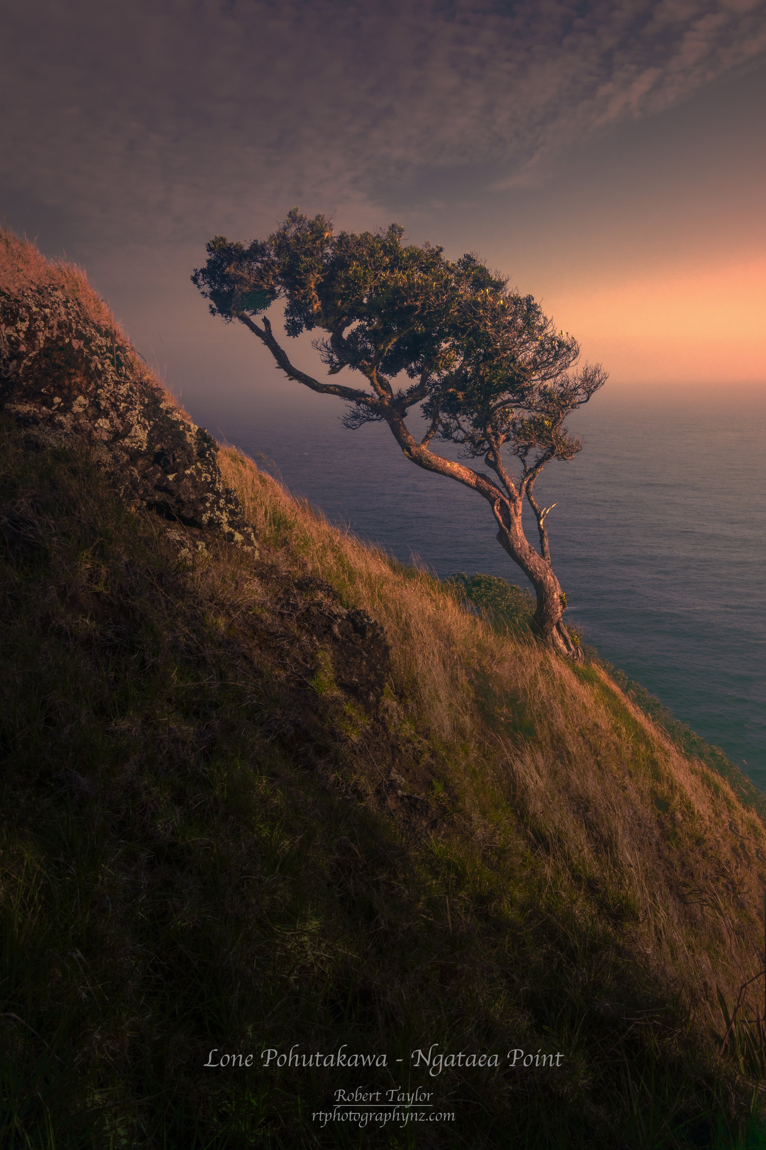Lone Pohutakawa Tree clings to life on the exposed cliff face of Ngataea Point - The headland of Spirits Bay.
This image is available to purchase. Please contact me for details.