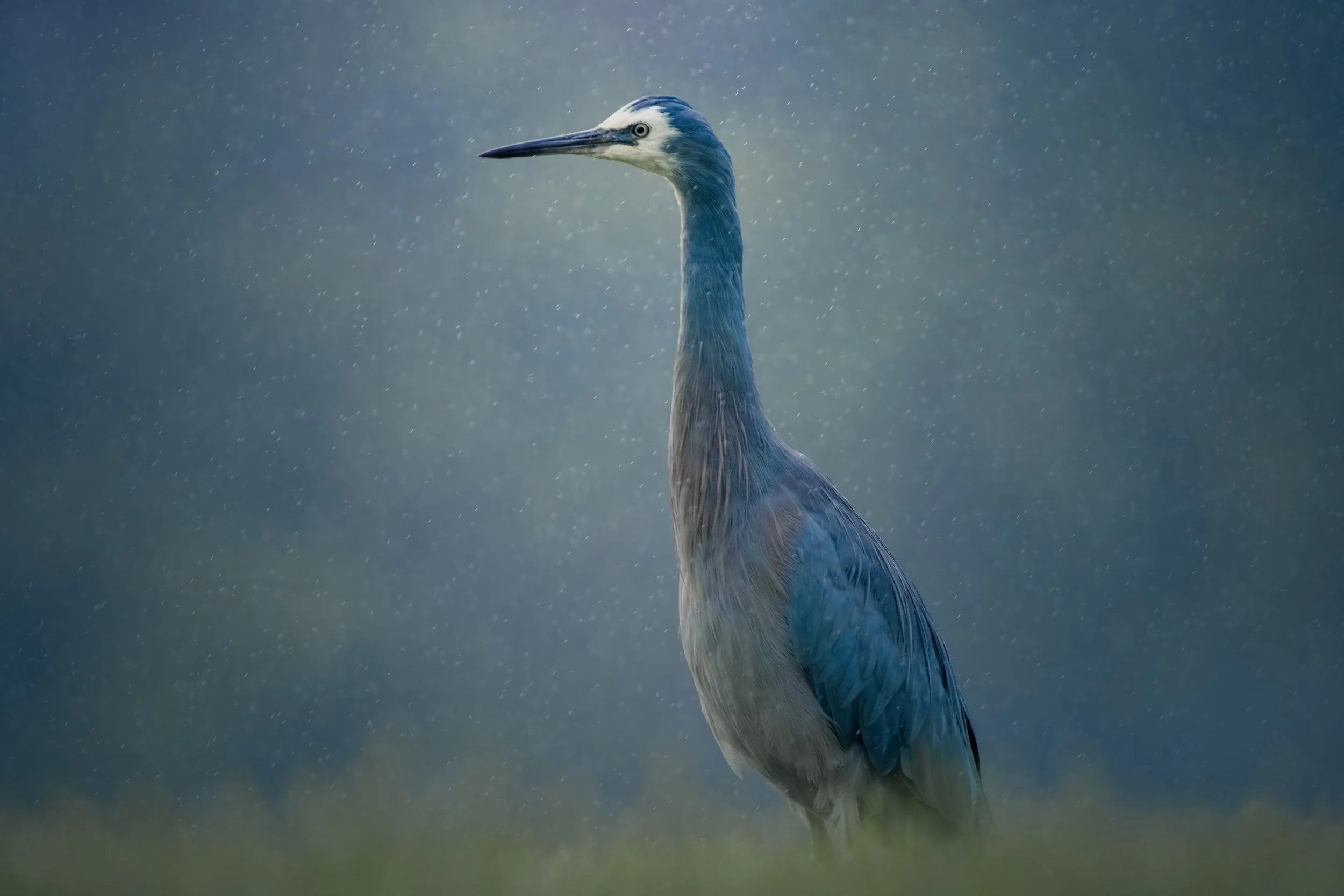 Heron Rain May 2023.JPG