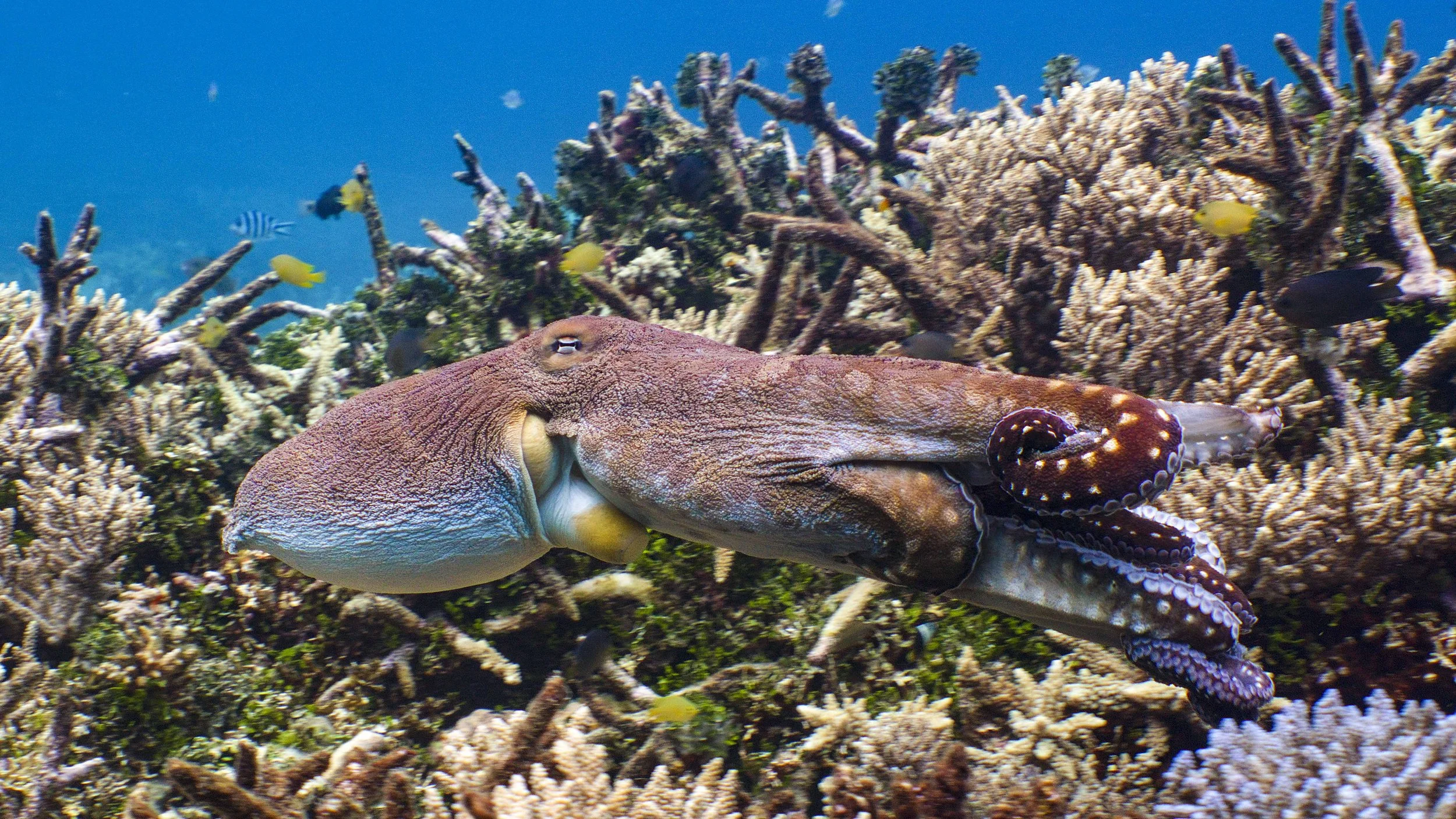 Filming a Hunting Day Octopus on the Great Barrier Reef in 8K