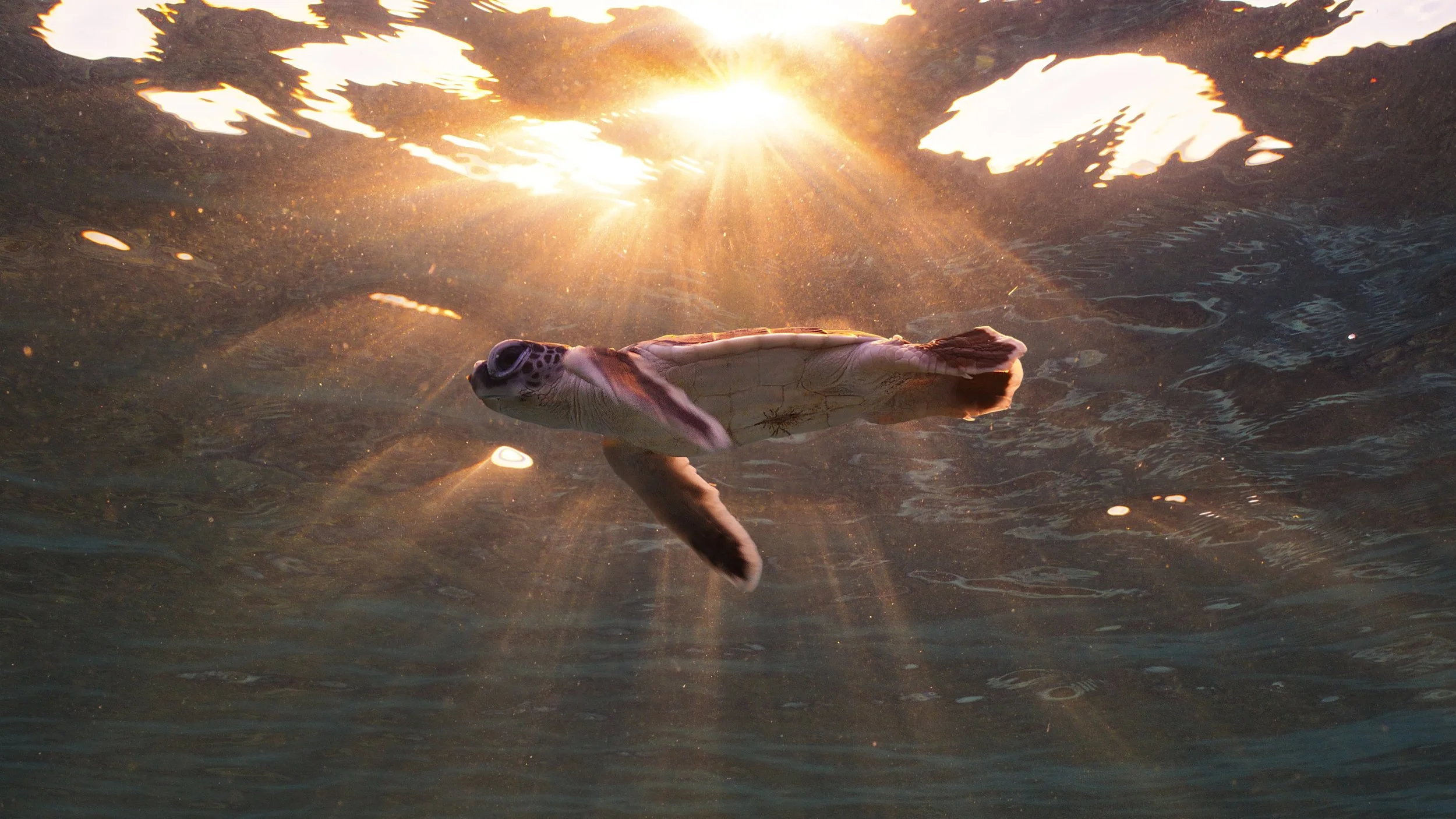 Filming Green Sea Turtle Hatchlings in Open Water – Great Barrier Reef in 8K