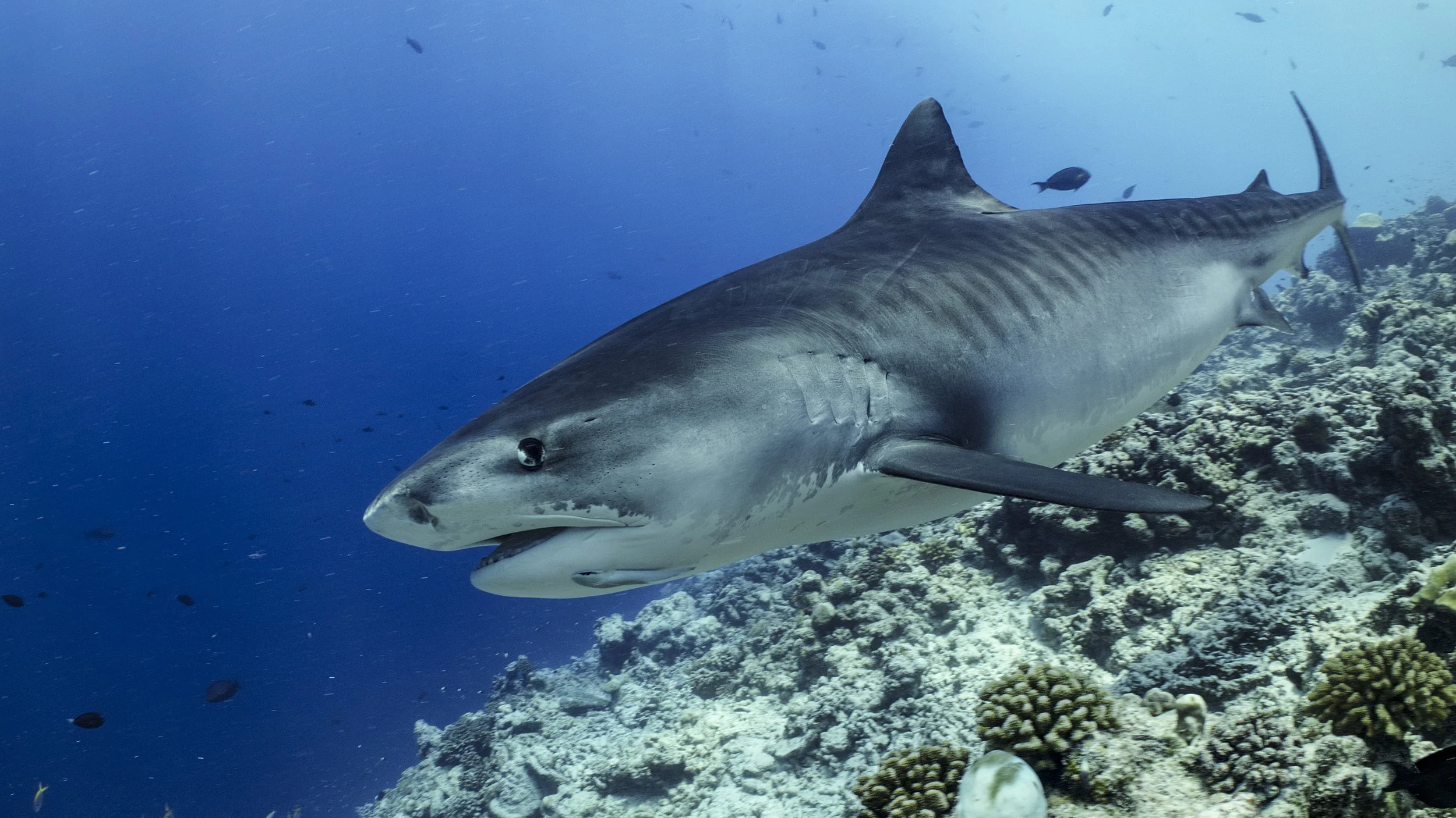 Behind the Scenes of Netflix’s All the Sharks: An Insane Underwater Shoot!