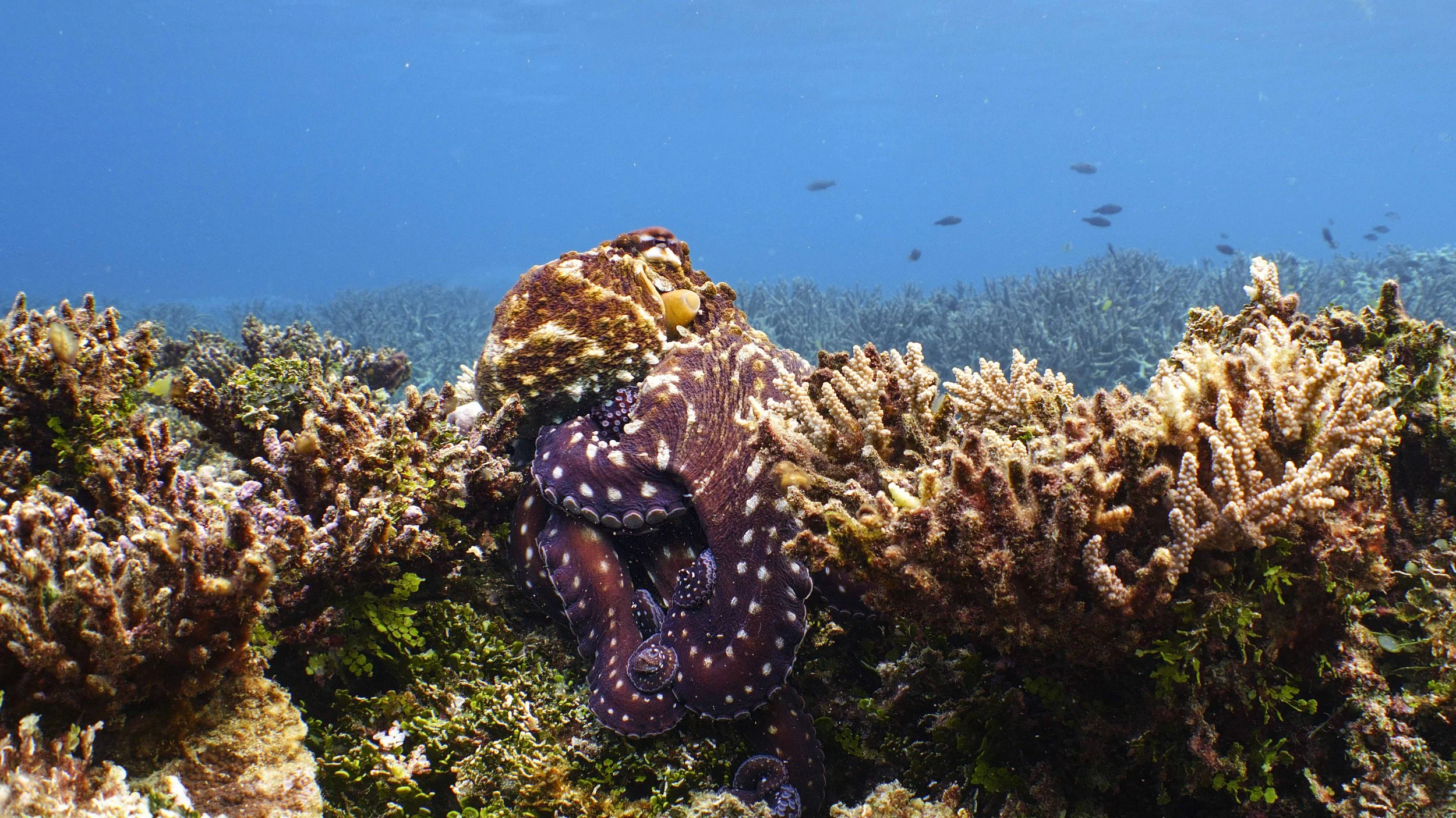 Octopus Hunting on the Great Barrier Reef shot by Underwater Cinematographer Tom Park
