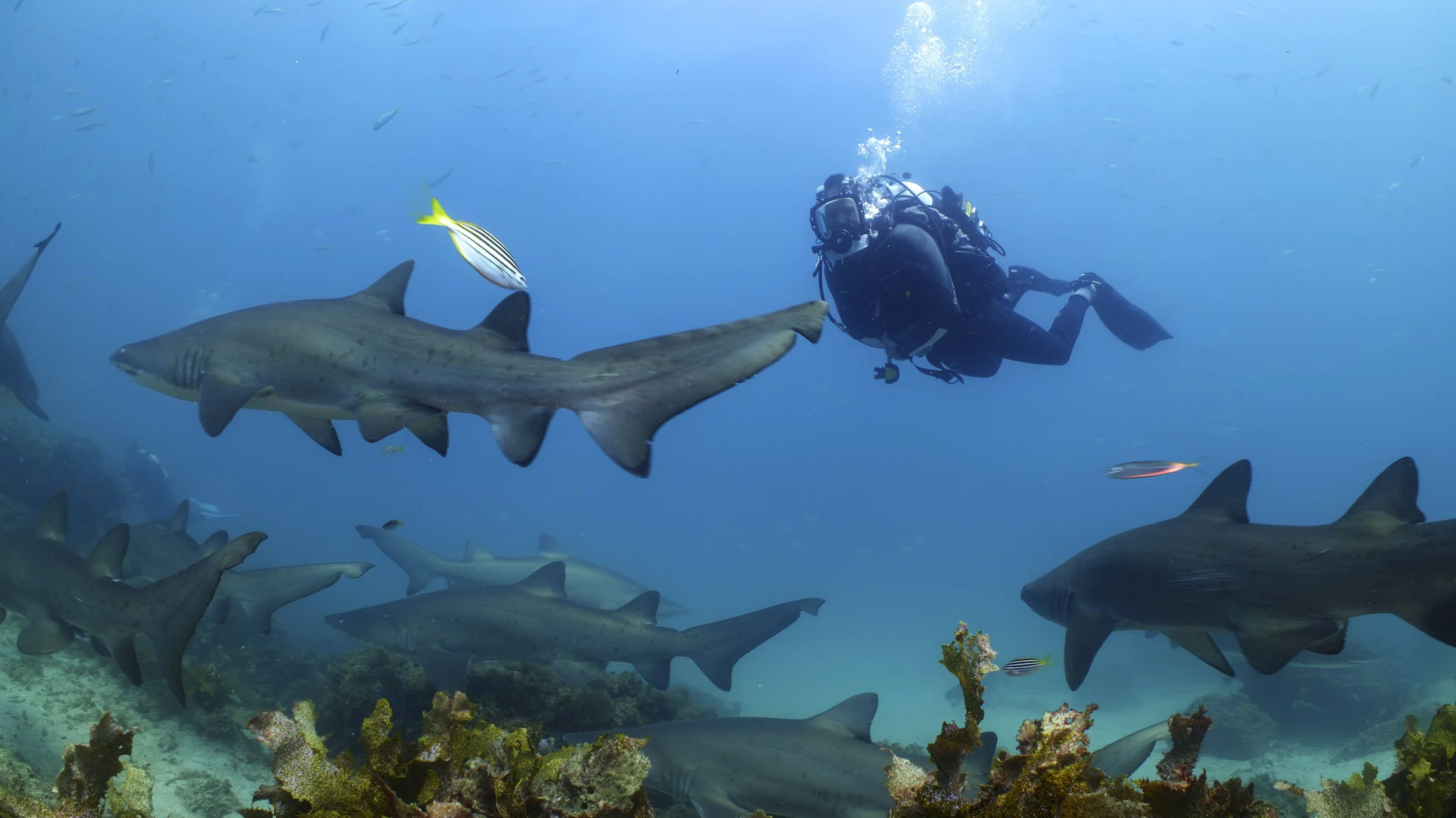 Steve Backshall on Deadly 60 diving with Grey Nurse Sharks shot by Australian Underwater Cinematographer Tom Park