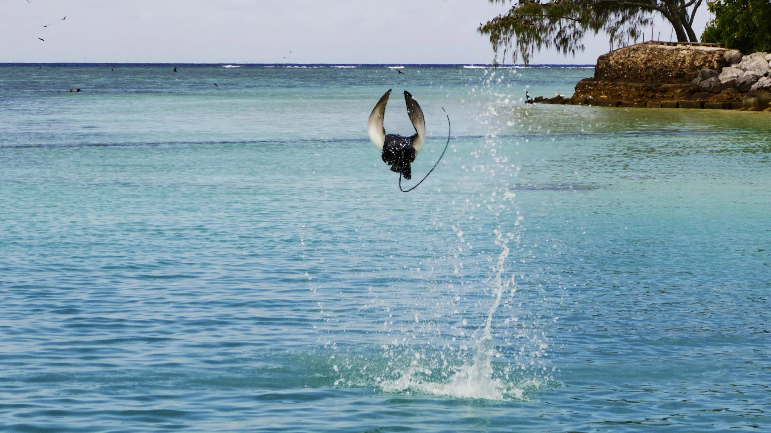 Eagle Ray Jumping Out of Water shot by Underwater Cinematographer Tom Park on the Great Barrier Reef