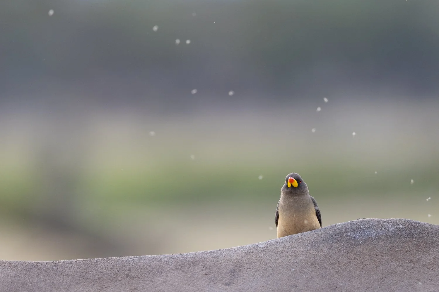 A yellow-billed ox-pecker on the back of a rhino with tiny insects flying around it.