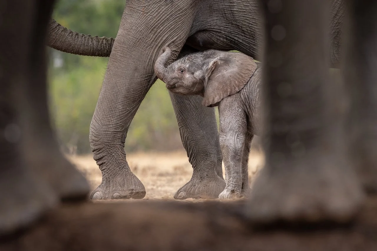 A baby elephant nursing from its mother in a natural habitat.