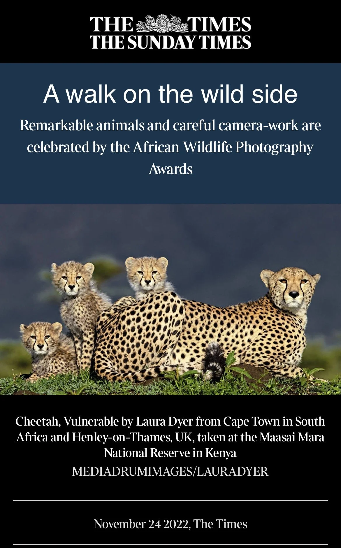 Sunday Times article featuring Highly Honoured image of cheetahs in Nature's Best Photography awards 2022