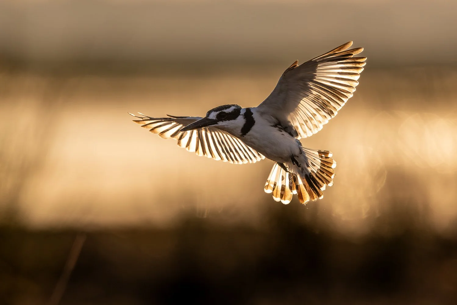 A pied kingfisher hovers and its wings catch the morning light over the Chobe River