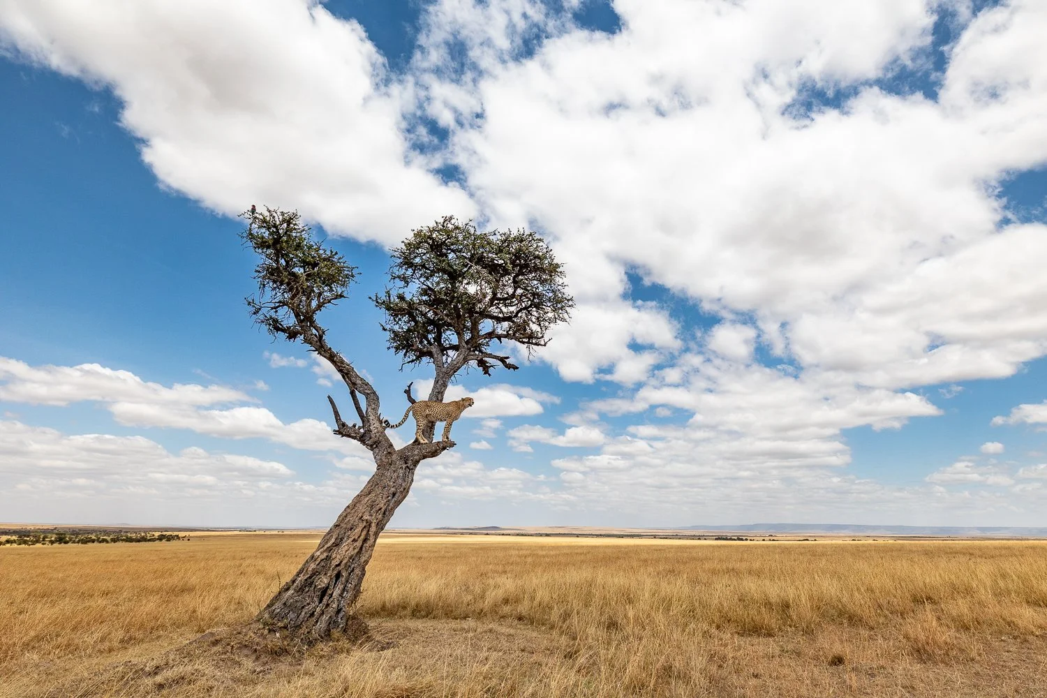 A lone tree in an open grassland with a cheetah perched on a branch, under a partly cloudy sky.