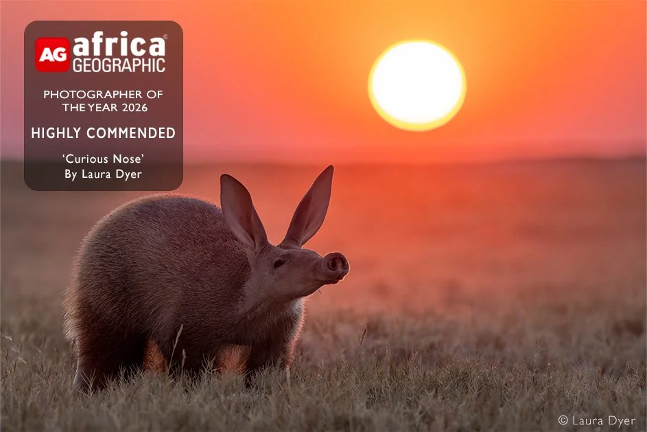 An aardvark standing in grass at sunset with a colourful orange and pink sky and the sun in the background. Africa Geographic Photographer of the Year Awards