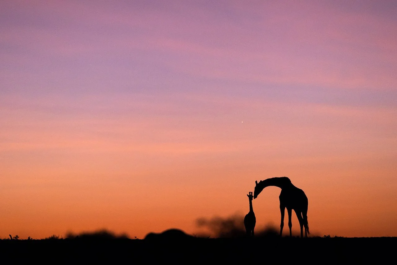 Silhouette of a mother giraffe and her calf standing on the plains with a colourful pre-dawn sky of pink, purple, and orange hues.