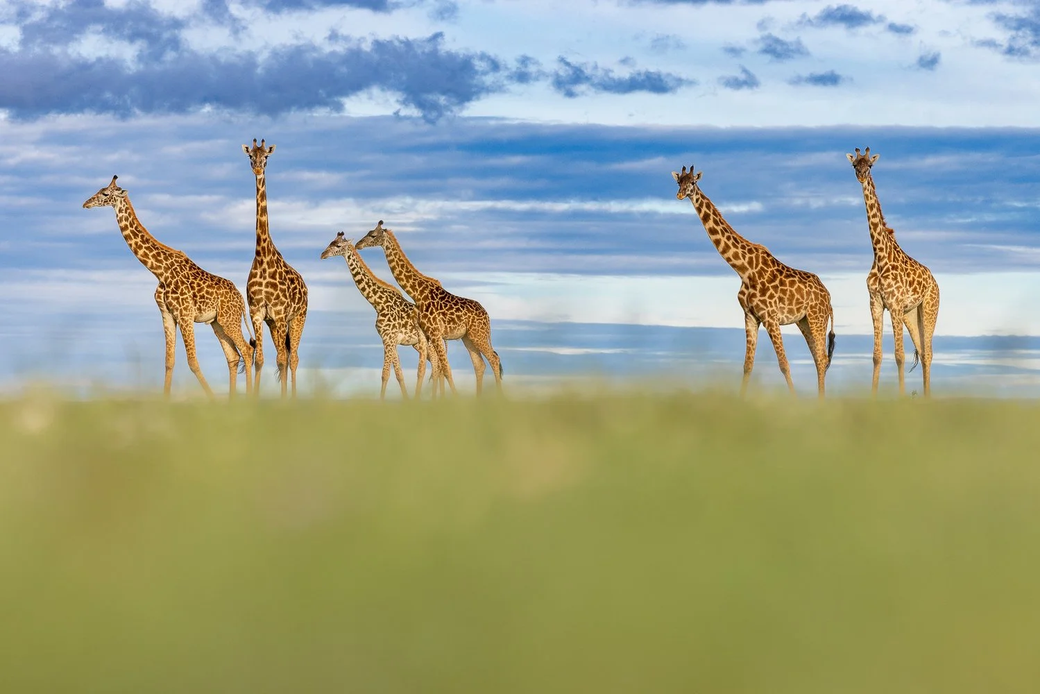 Group of six giraffes standing on grassy plain with partly cloudy sky in background