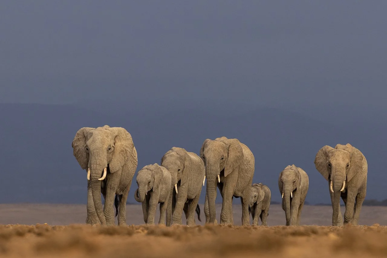 A family of elephants walks the Amboseli lake bed in the shadow of Mt Kilimanjaro