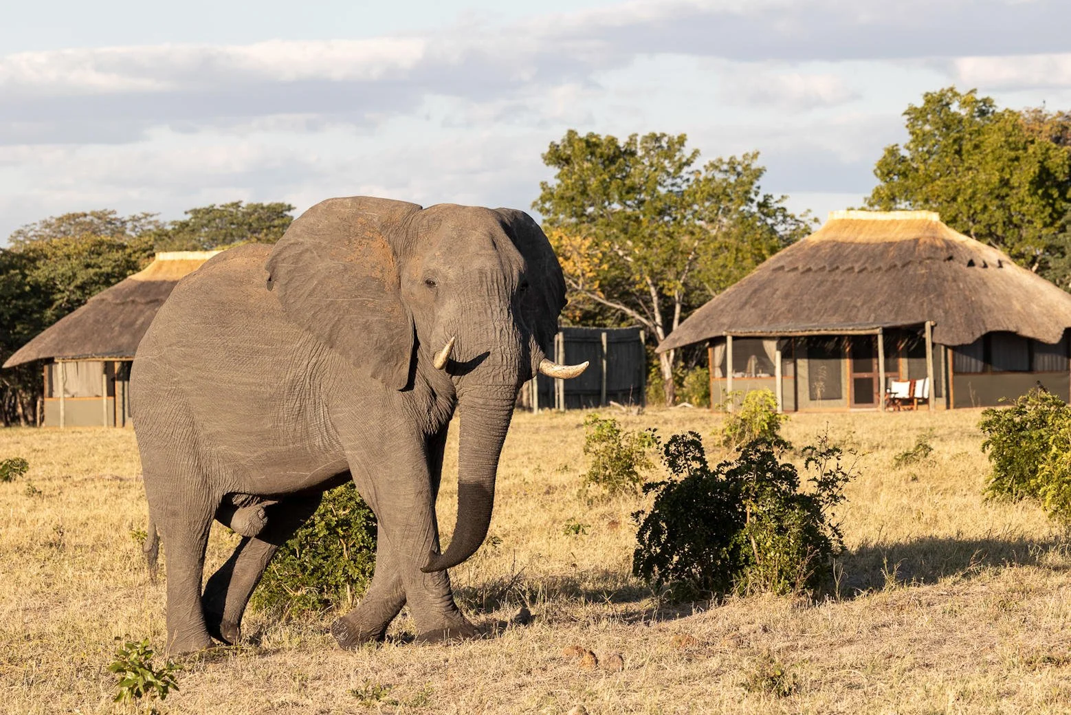 Camp Hwange guest room.jpg