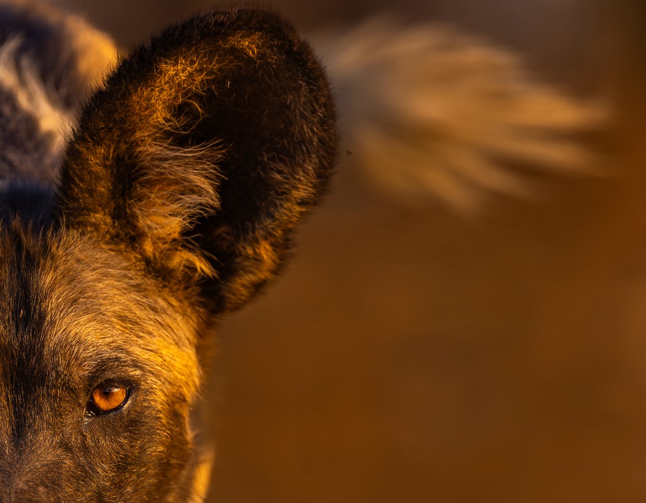 Wild Dog Portrait.jpeg