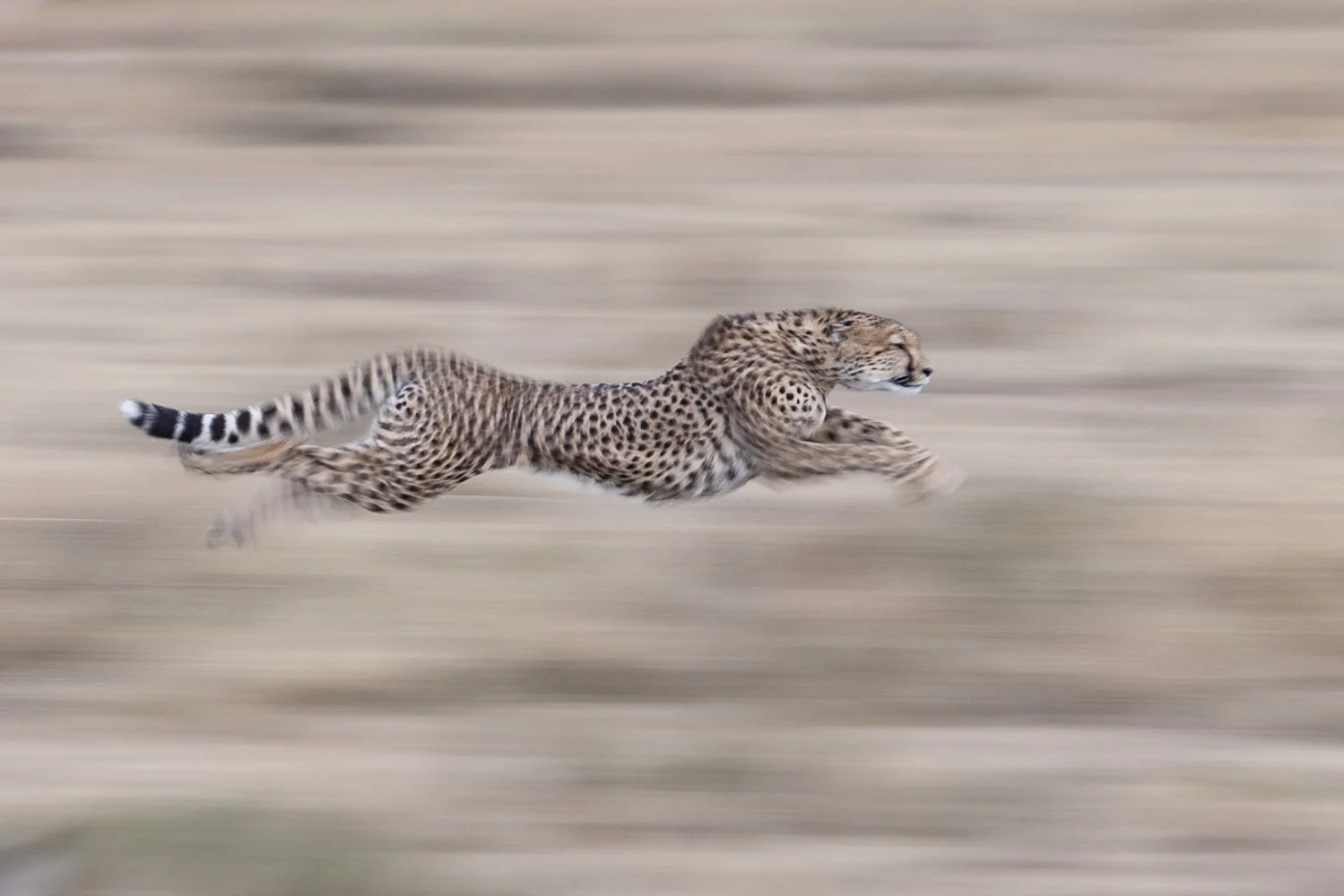 A cheetah at full speed with slow shutter.